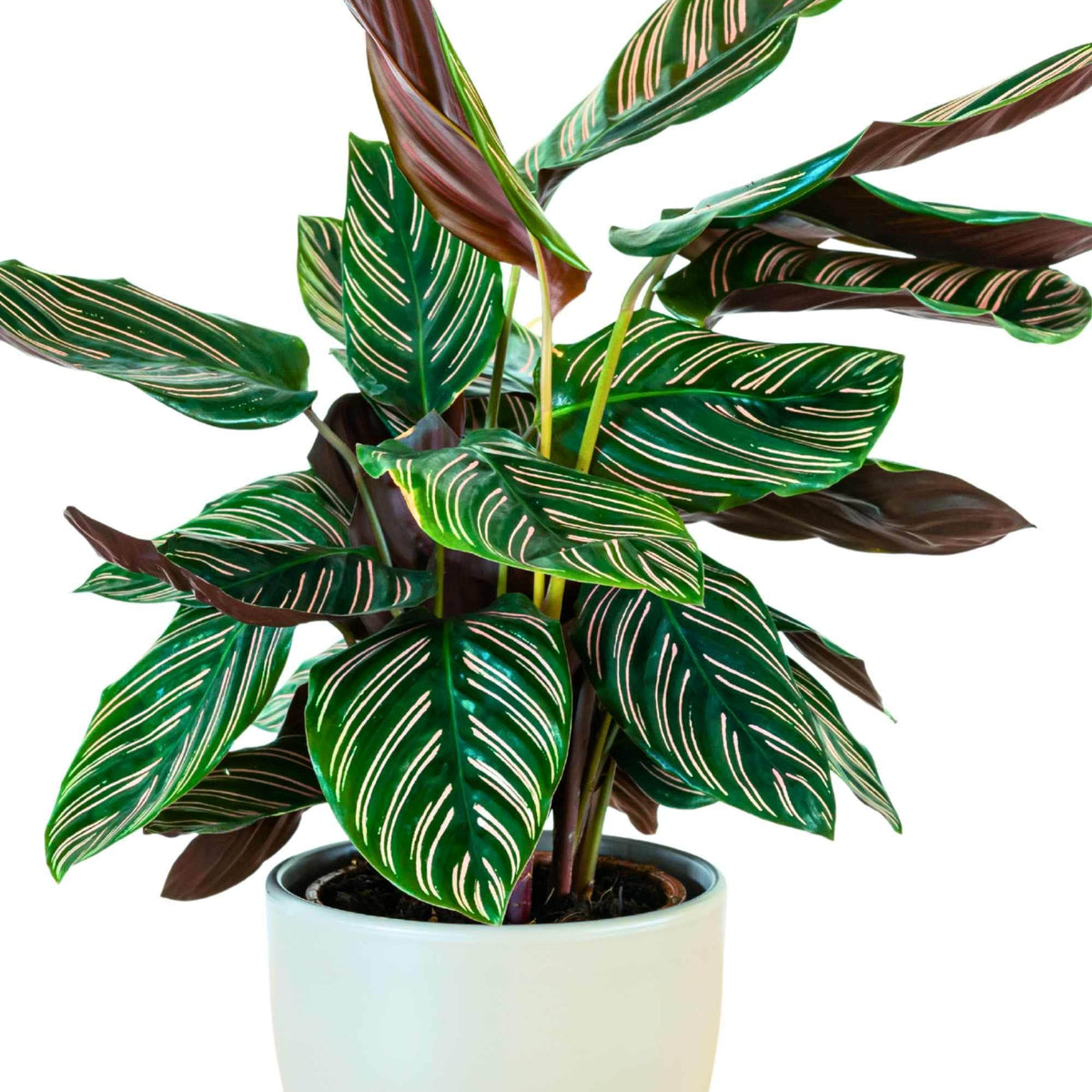 Pinstripe Calathea  Adplants