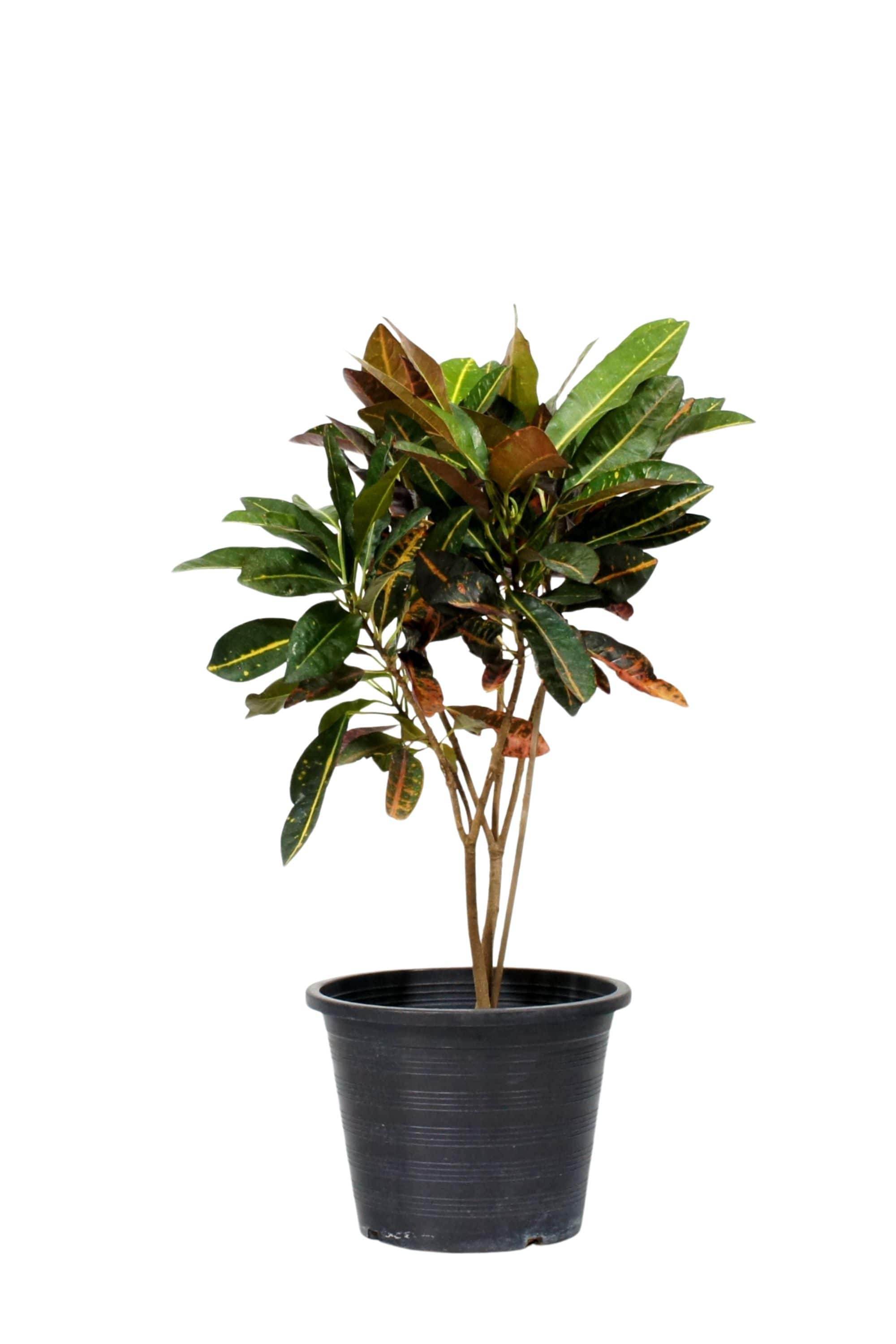 Indoor Plant Small 30-40 cms Codiaeum variegatum ‘Petra’ Codiaeum variegatum ‘Petra’
