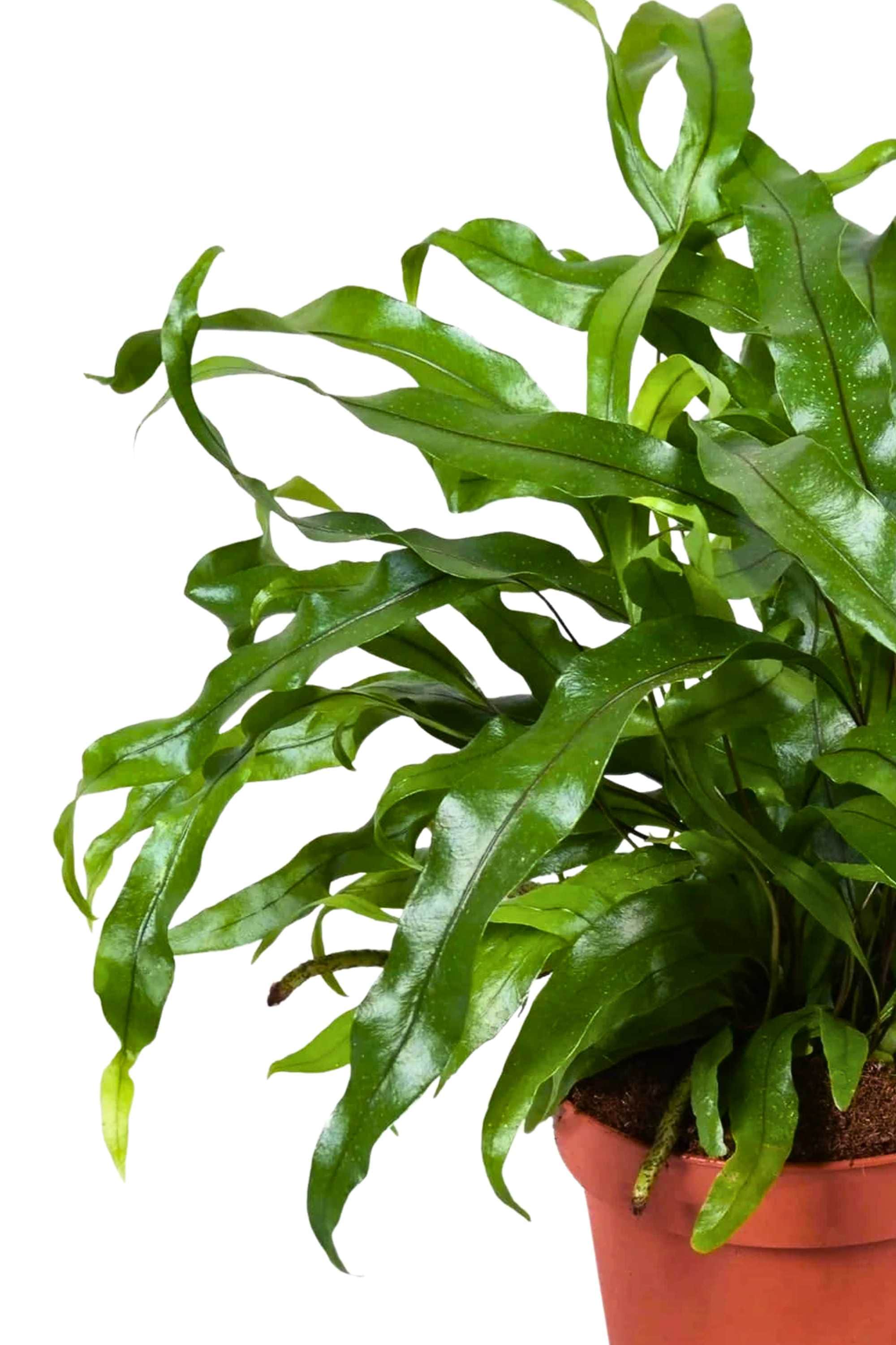 Indoor Plant Small 30-40 cms Microsorum diversifolium Microsorum diversifolium