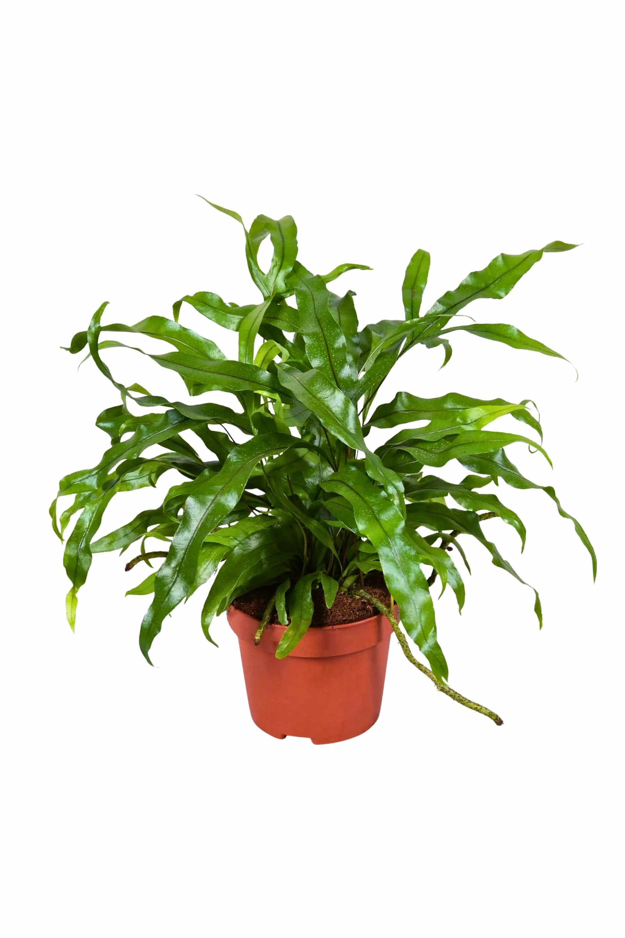 Indoor Plant Small 30-40 cms Microsorum diversifolium Microsorum diversifolium