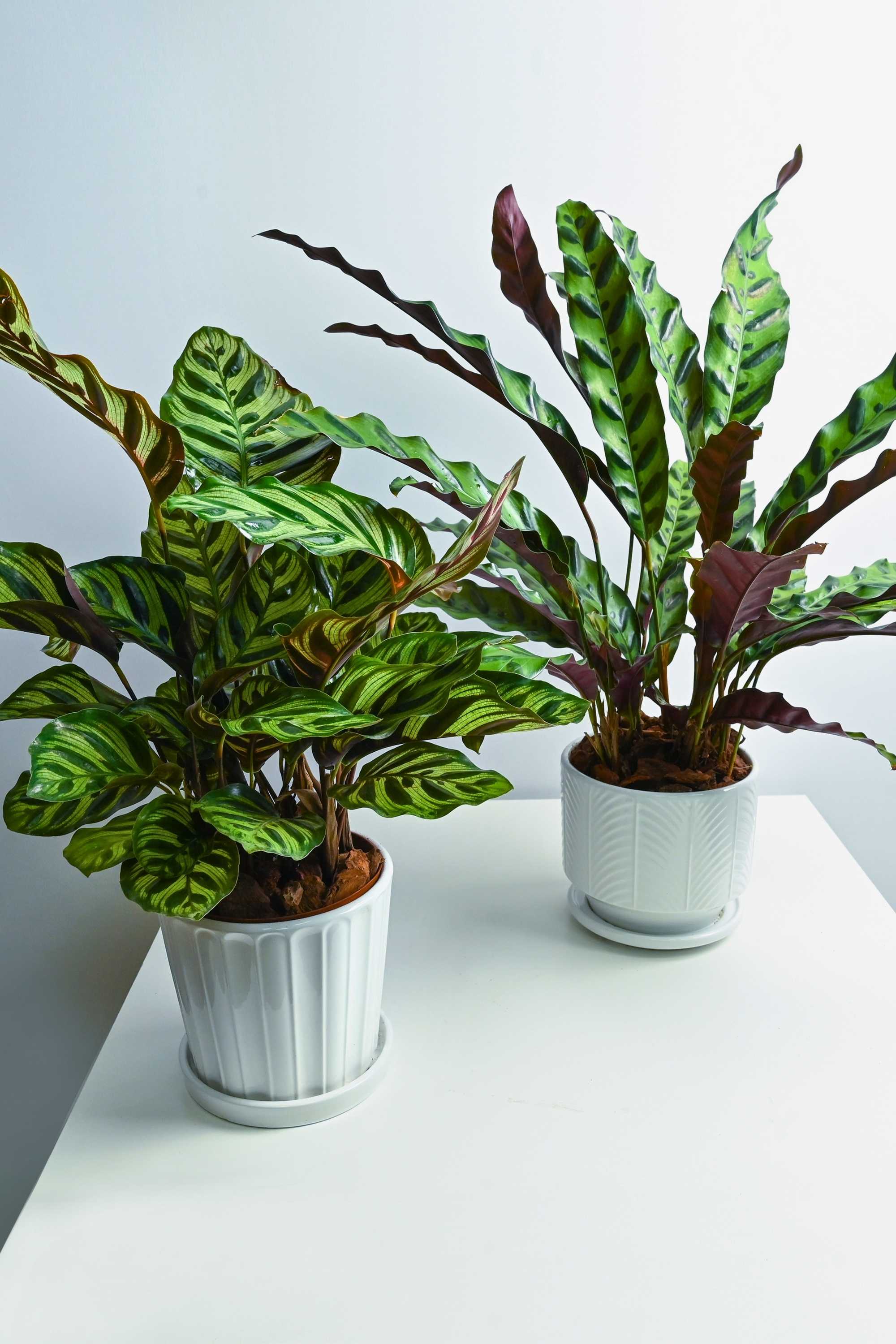 Indoor Plant Small 30-40cms Calathea duo Calathea duo