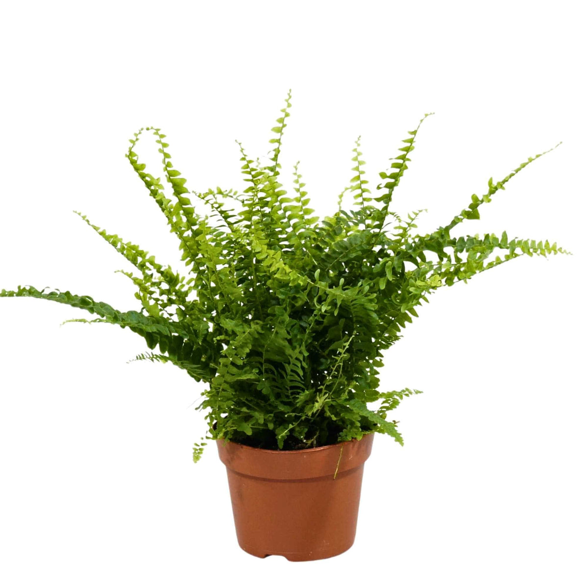 nephrolepis indoor plant Nephrolepis exaltata – Adplants