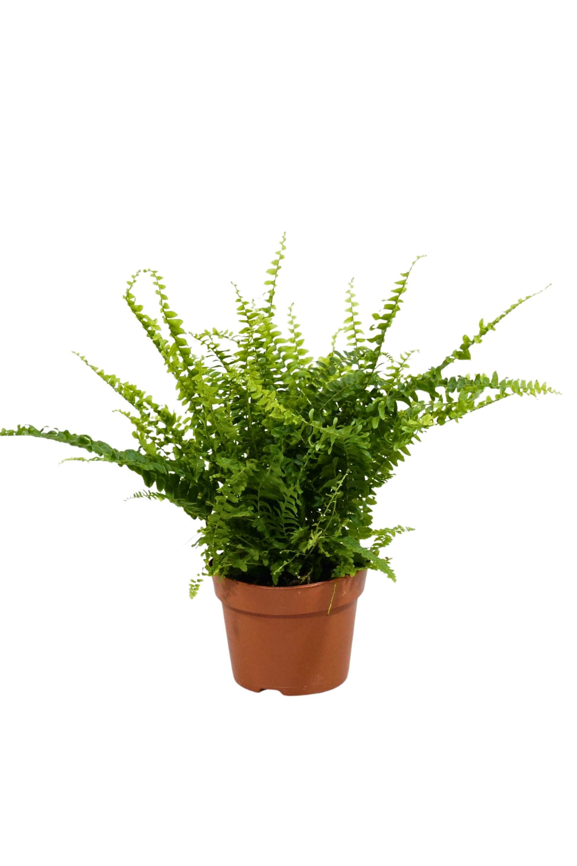 Indoor Plant Small 30-40cms Nephrolepis exaltata Nephrolepis exaltata