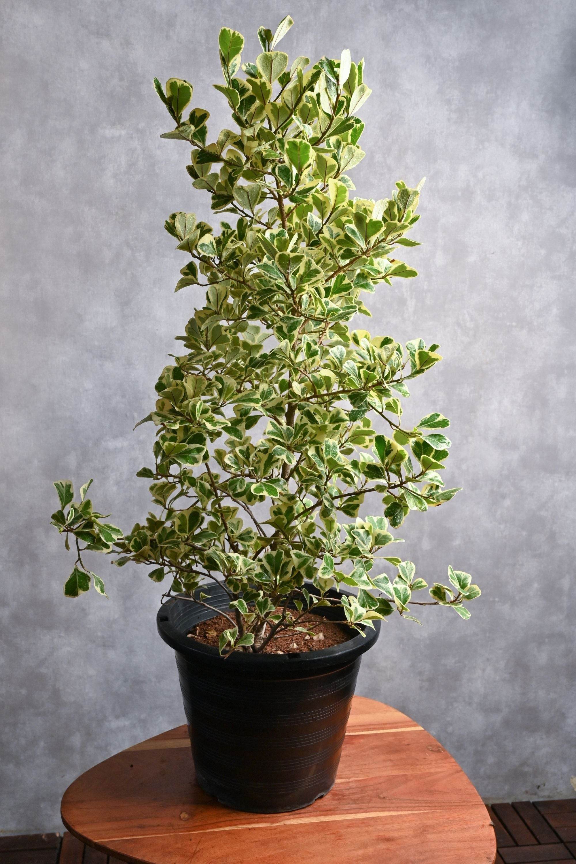 Indoor Plant Small 50-60 cms / Default Plastic Pot Ficus triangularis variegated Ficus triangularis variegated
