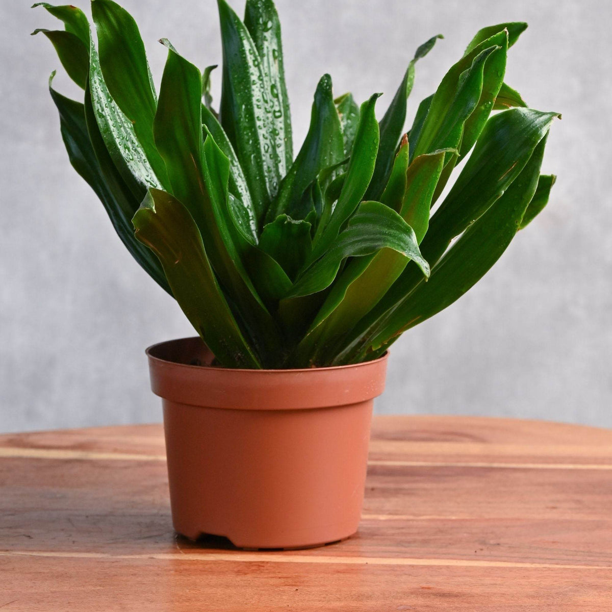 small dracaena plant Dracaena deremensis 'Compacta' – Adplants