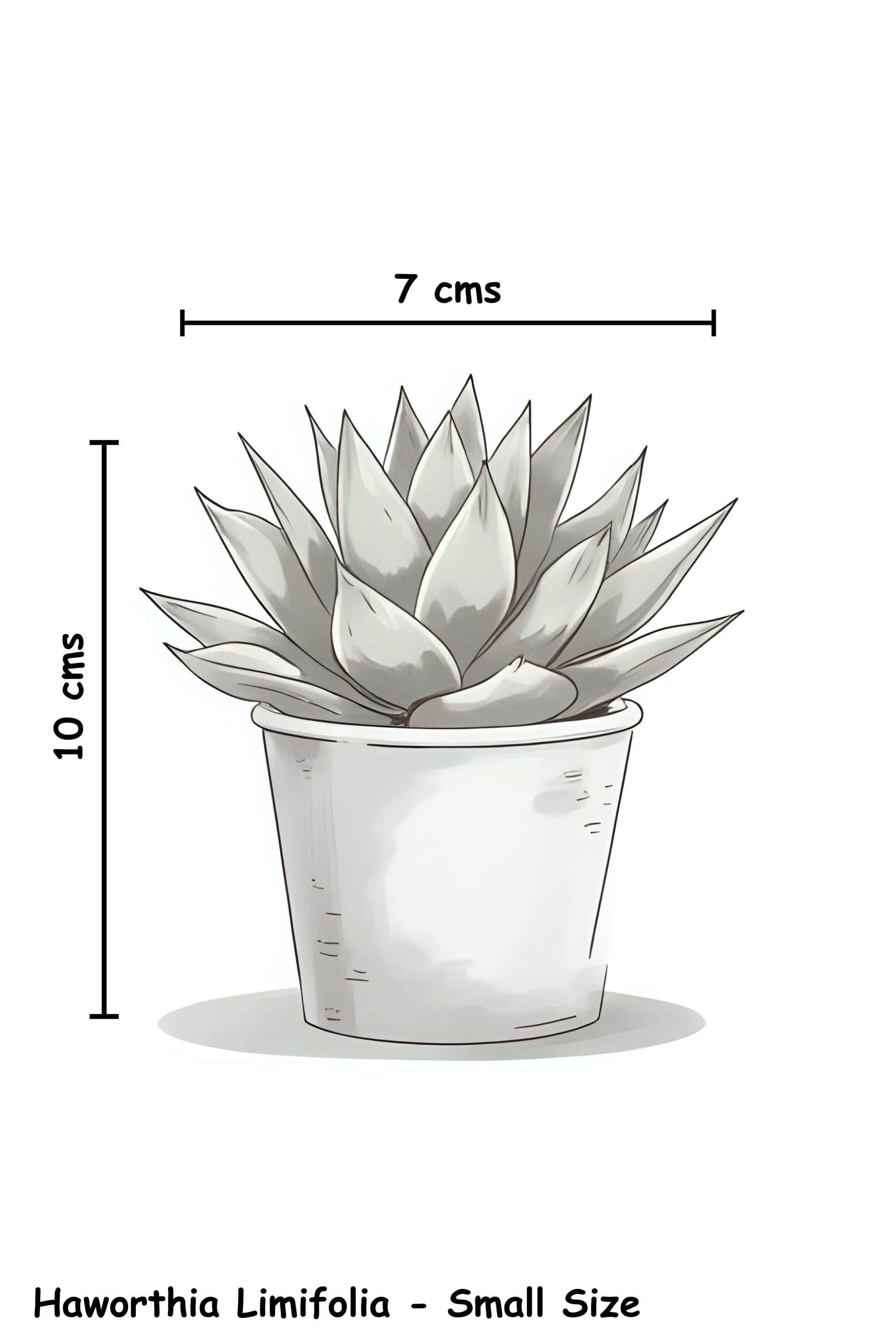 Indoor Plant Small Haworthia Limifolia Haworthia Limifolia