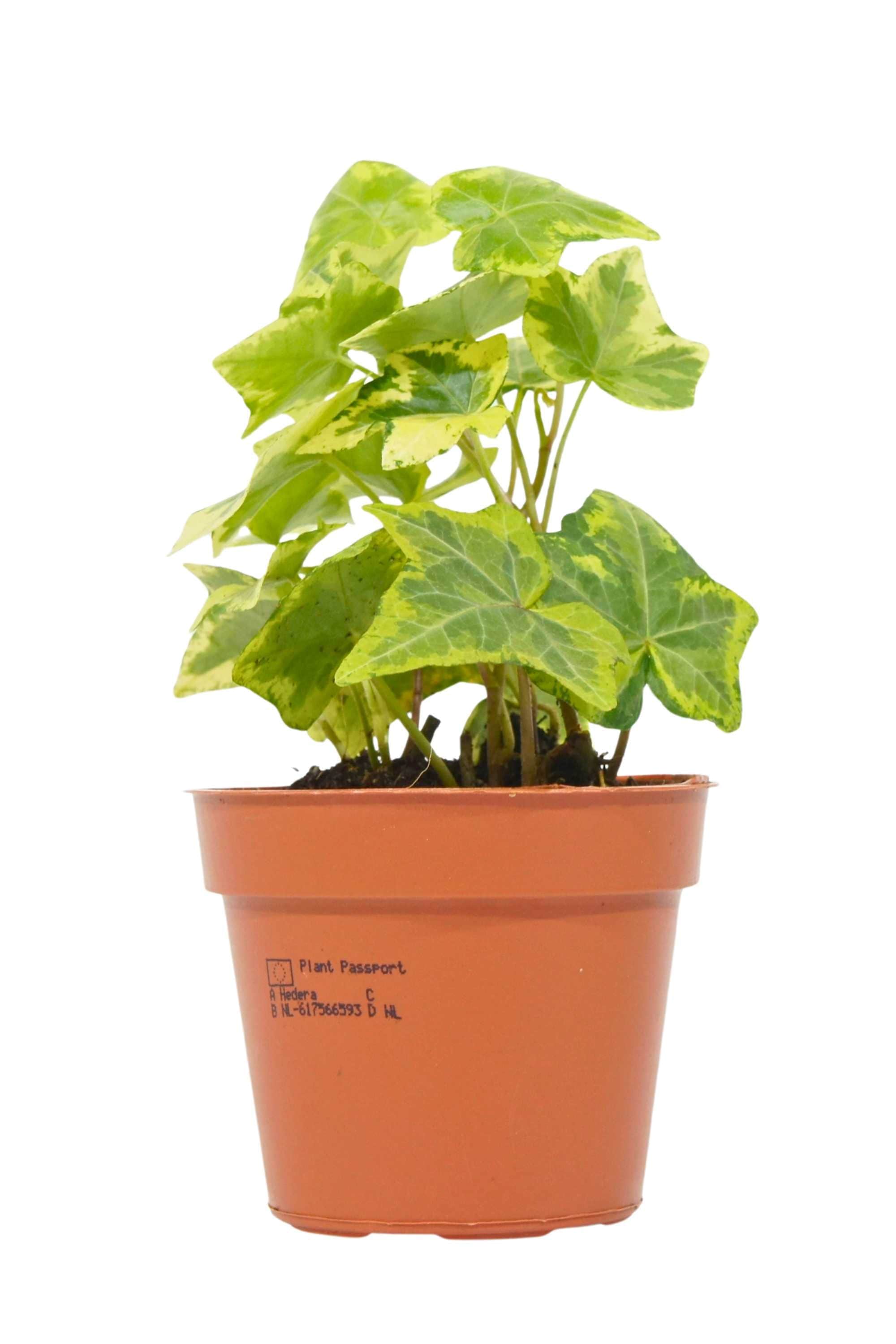 Indoor Plant Small Hedera helix Hedera helix