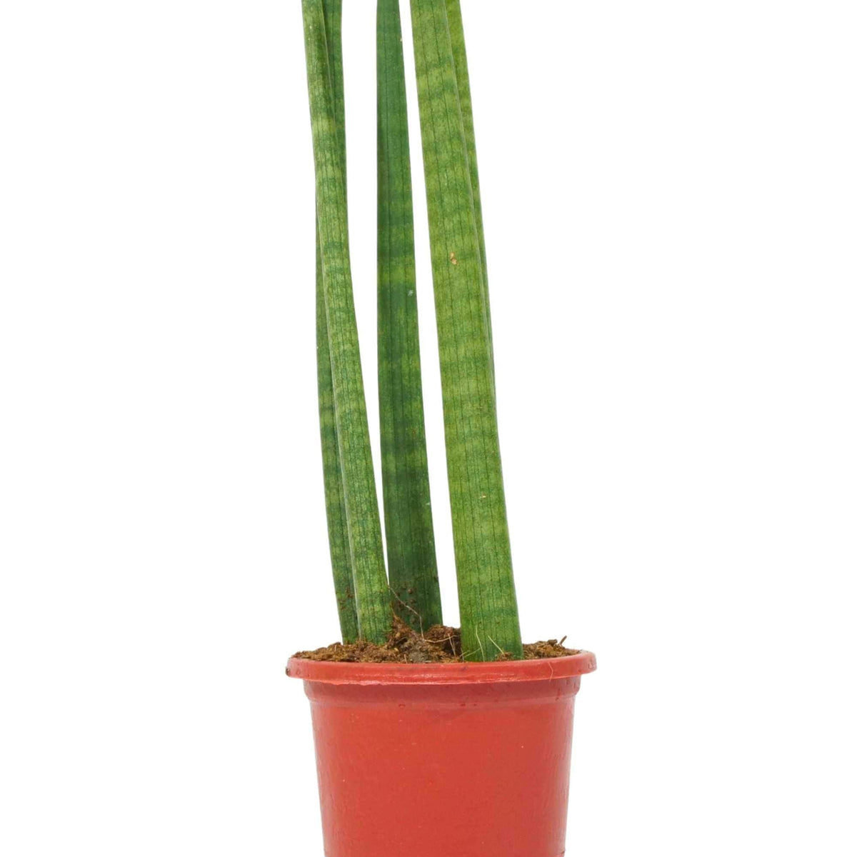 Sansevieria cylindrica – Adplants
