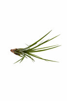 Indoor Plant Tillandsia spp Tillandsia spp