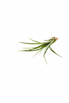 Indoor Plant Tillandsia spp Tillandsia spp