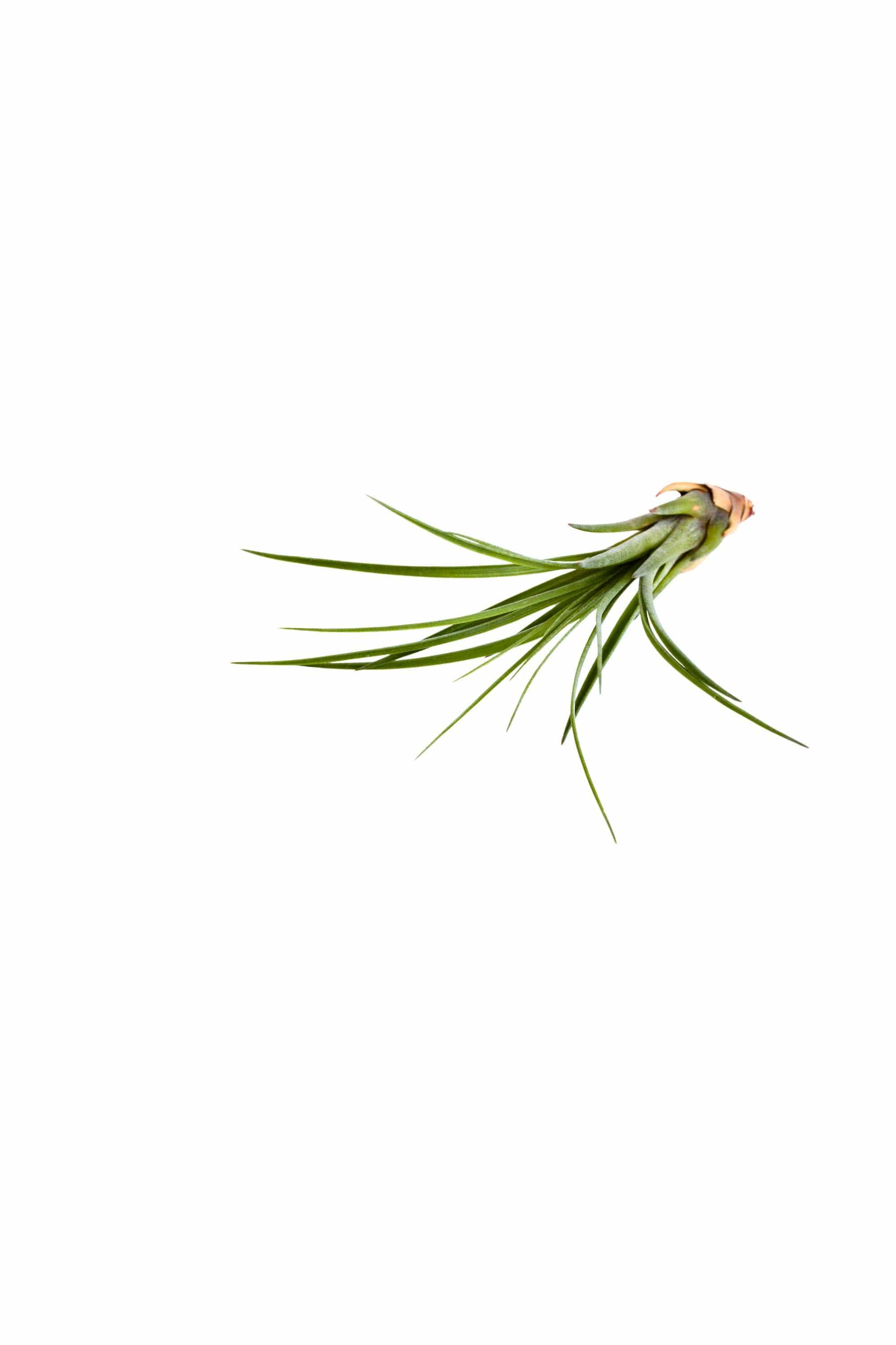 Indoor Plant Tillandsia spp Tillandsia spp