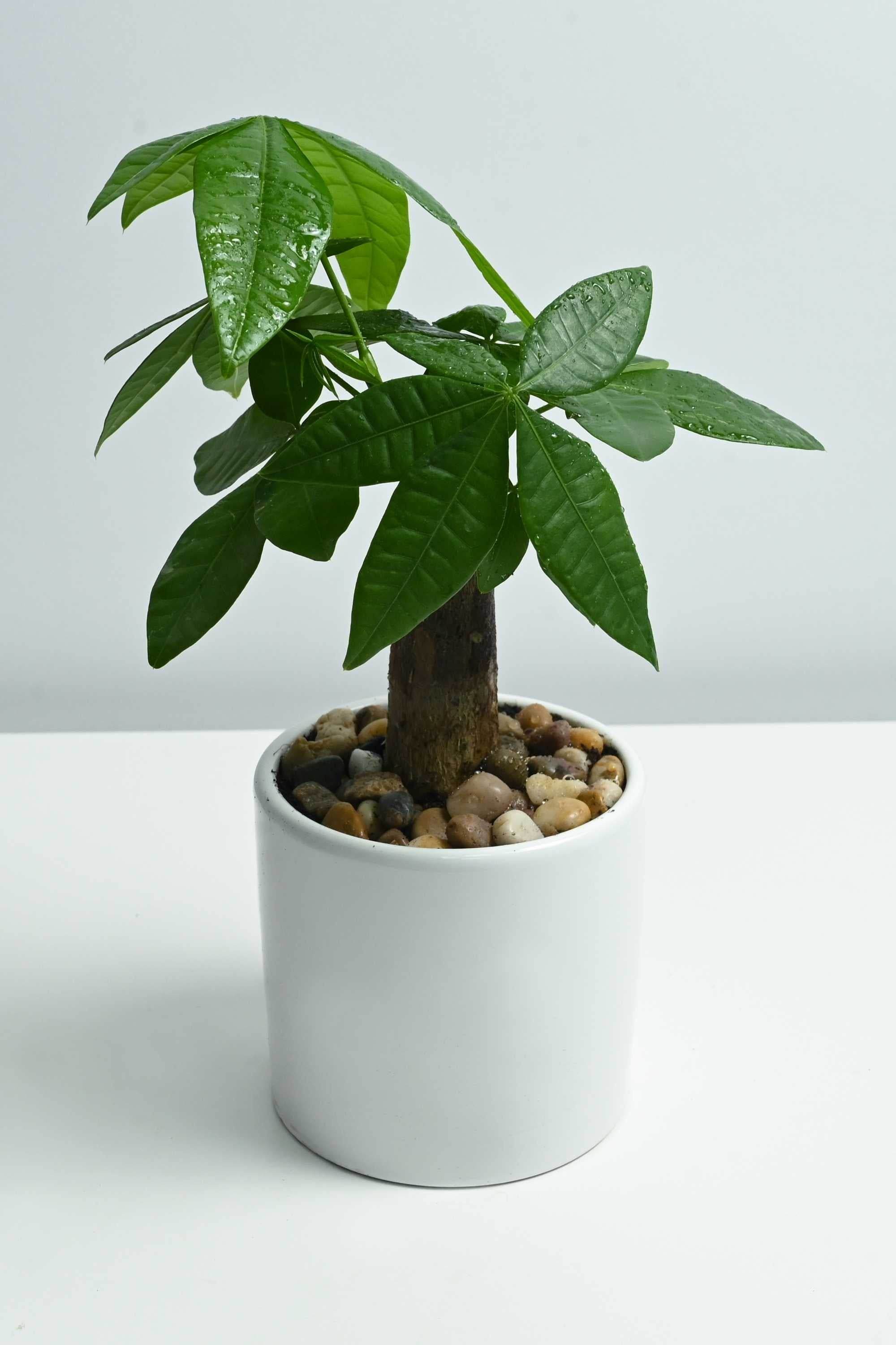 Indoor Plant White Ceramic Pot / 15-20 cms Pachira aquatica Pachira aquatica