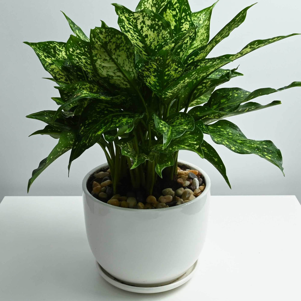 aglaonema giftig katt Aglaonema costatum – Adplants