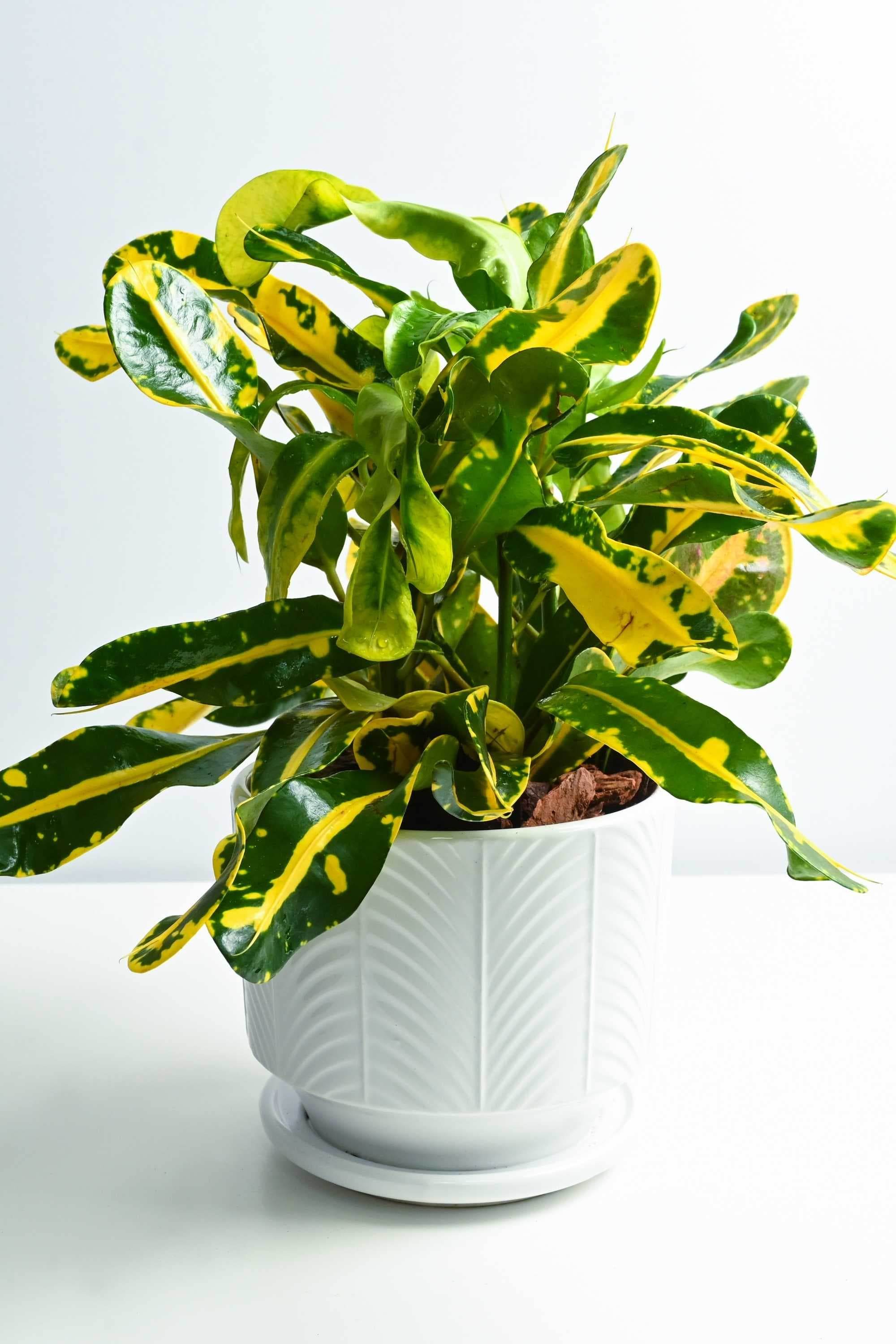 Indoor Plant White Ceramic Pot Codiaeum Variegatum 'Banana' Codiaeum Variegatum 'Banana'
