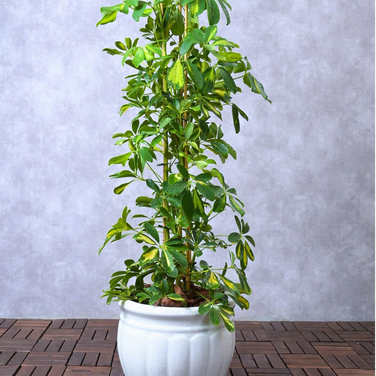entretien schefflera arboricola Schefflera arboricola – Adplants