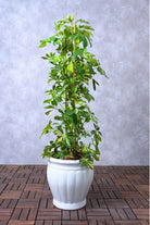 Indoor Plant White Ceramic Pot / Large 120 cms Schefflera arboricola Schefflera arboricola