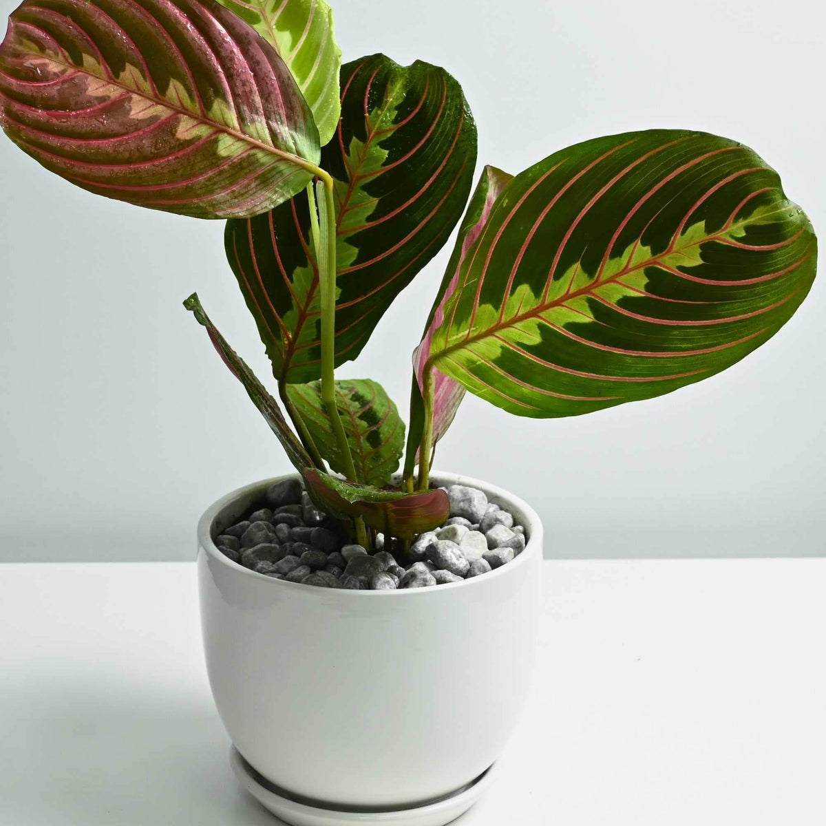 Maranta Leuconeura  Adplants