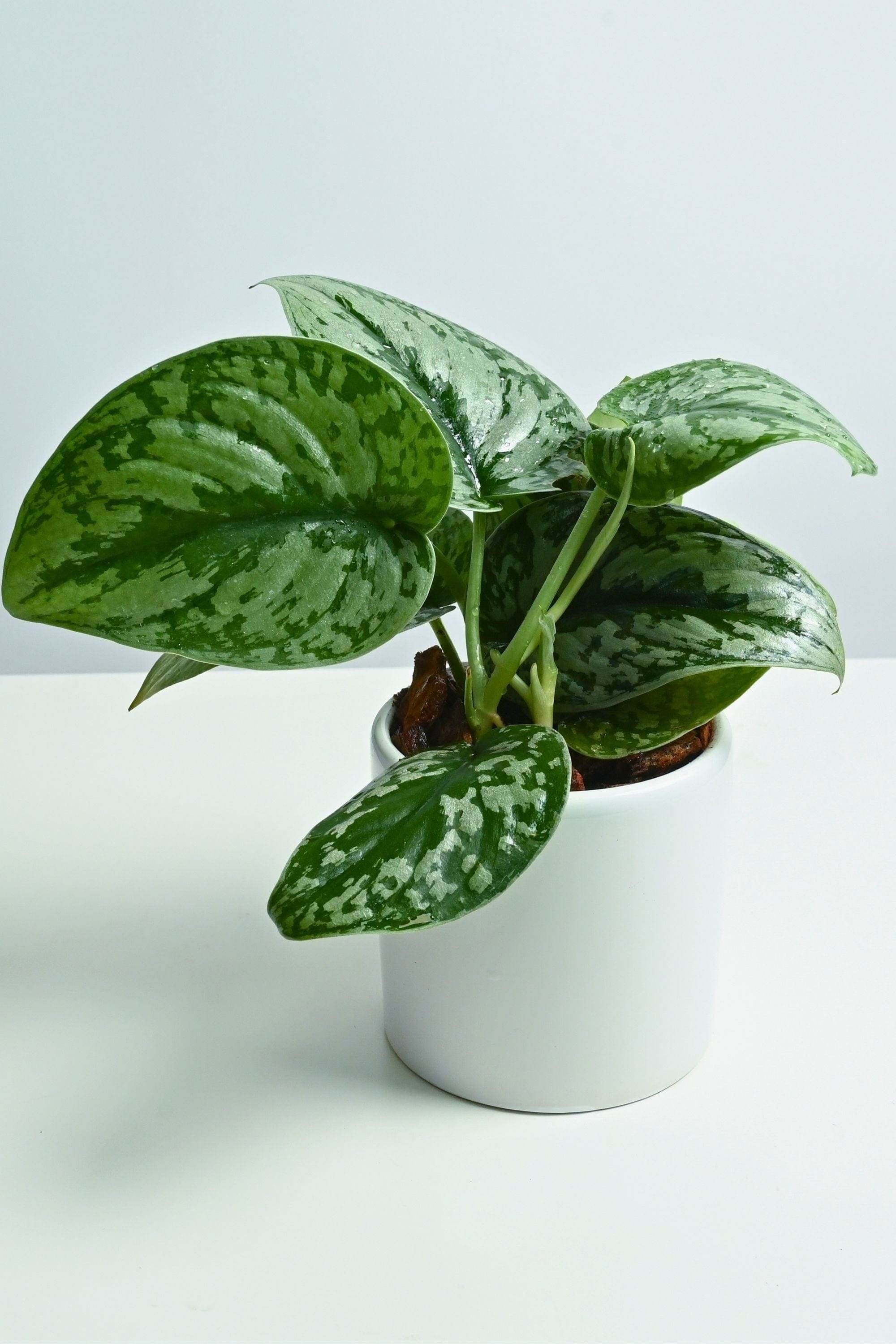 Indoor Plant White Ceramic Pot Scindapsus pictus Scindapsus pictus