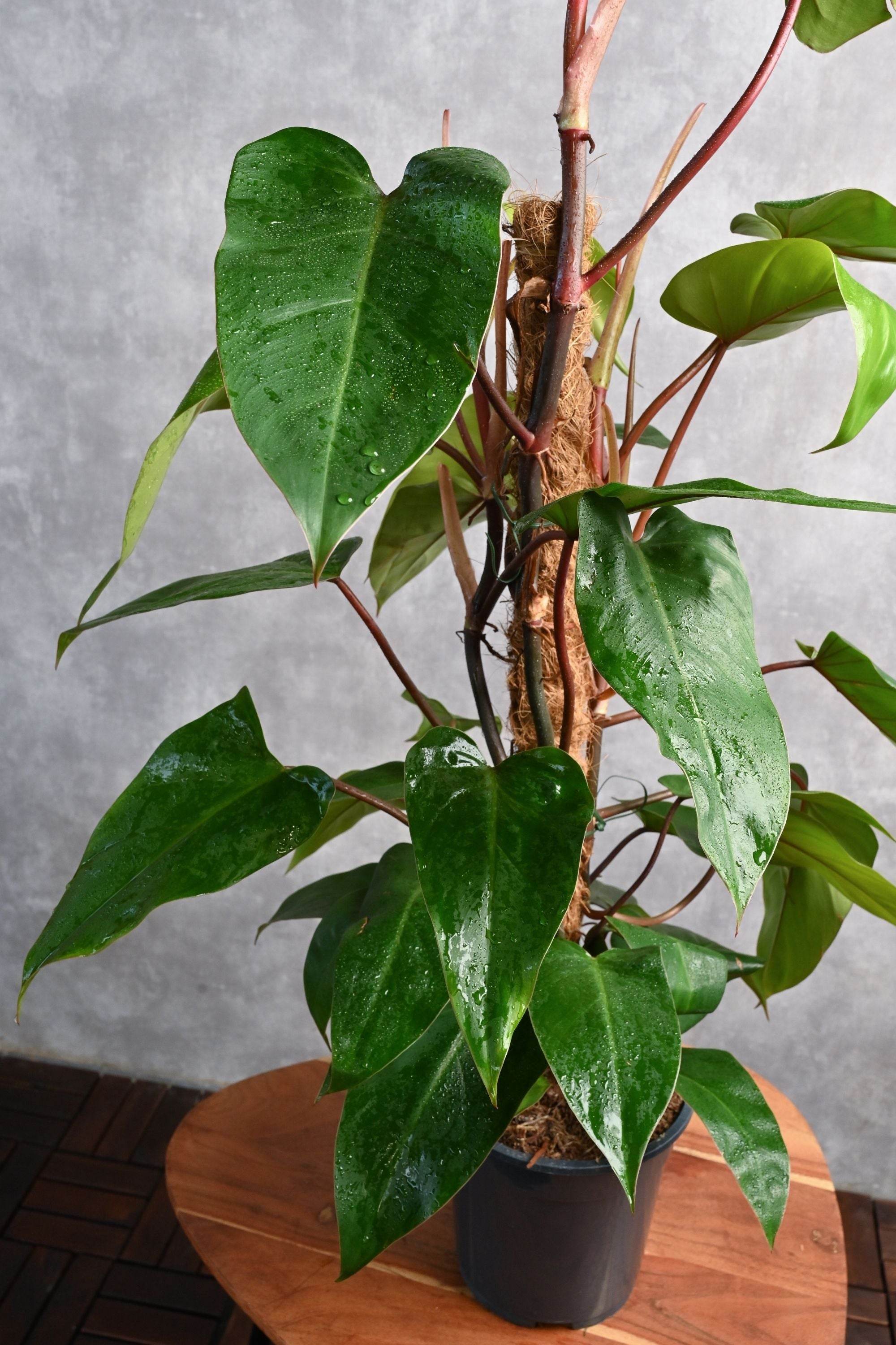 Indoor Plant X Large 150 cms / Default Plastic Pot Philodendron red emerald Philodendron red emerald