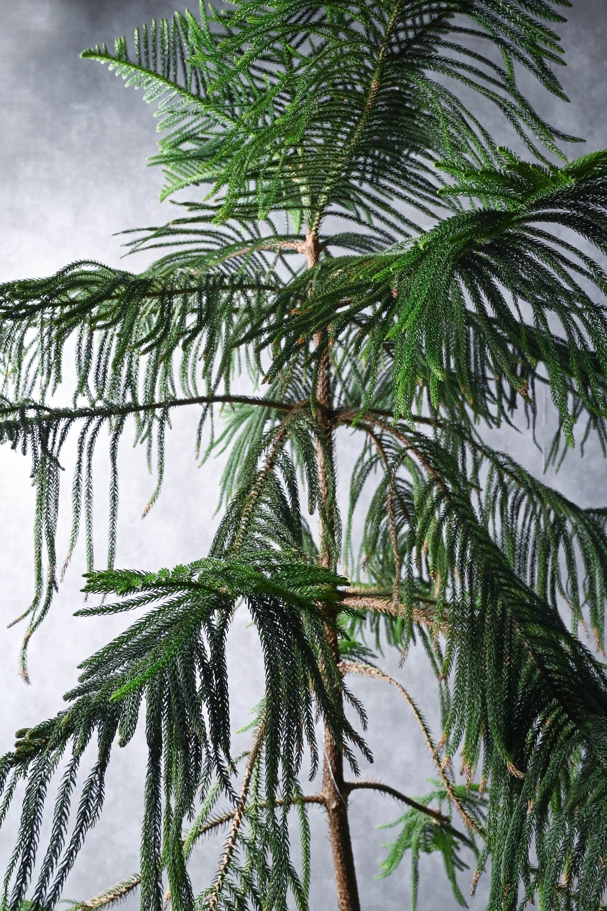 Indoor Plant X Large 200-250 cms Araucaria Araucaria