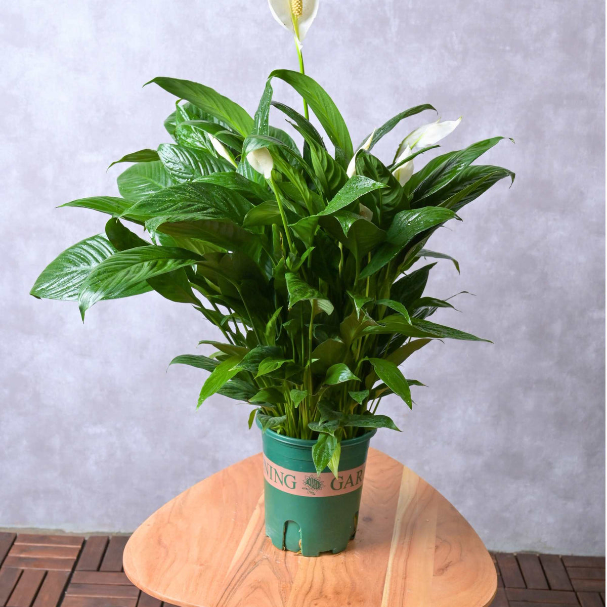 Peace Lily large  Adplants