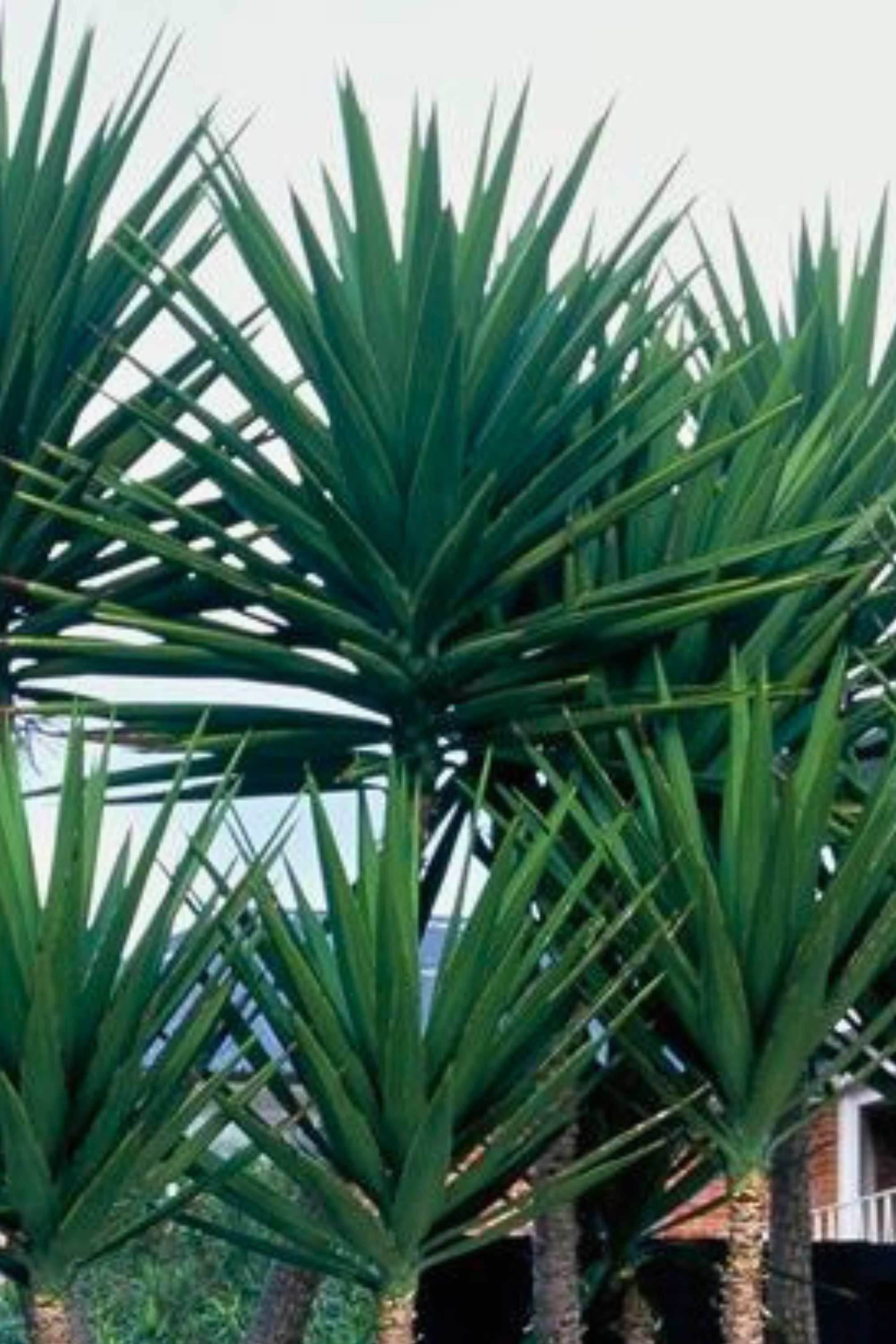 Indoor Plant Yucca Elephantipes Yucca Elephantipes