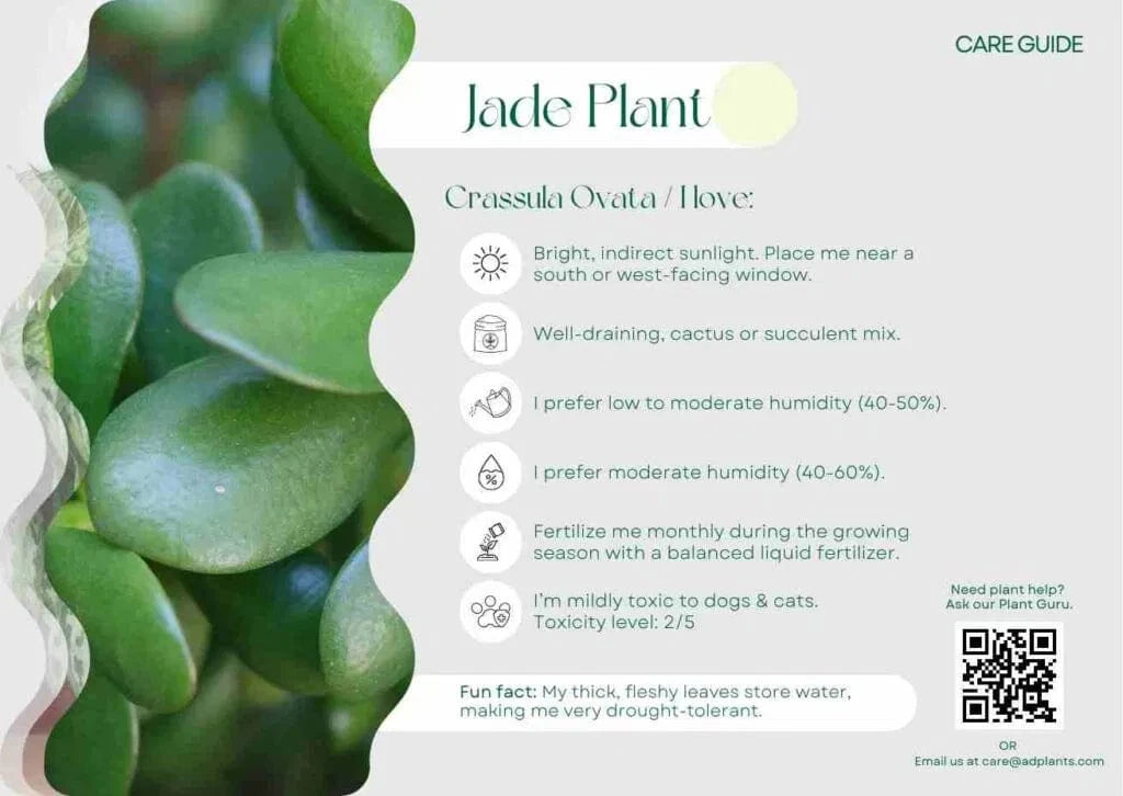 Jade Plant Care Guide