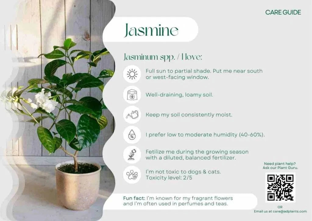 Jasmine Care Guide
