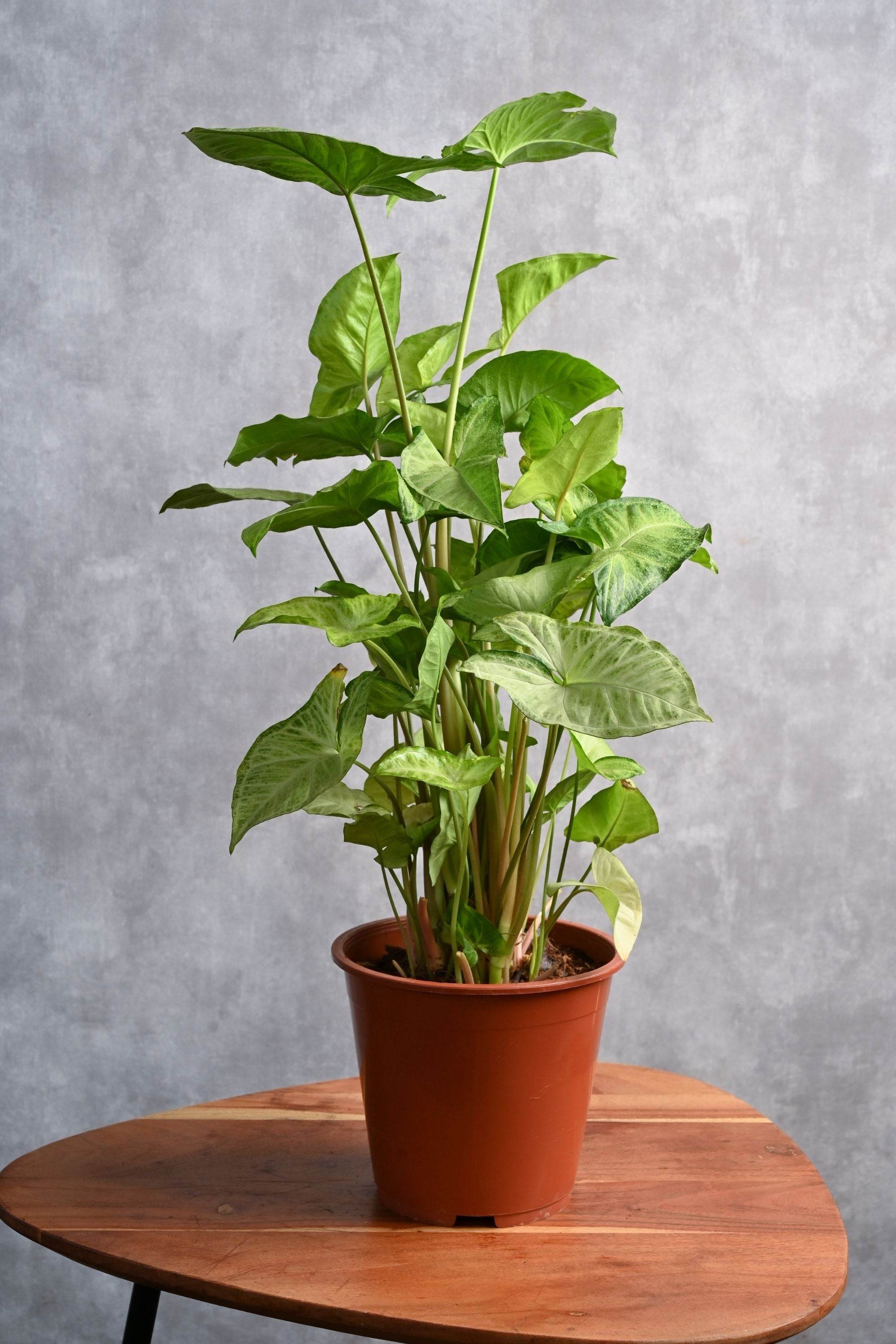 Medium 30-40 cms / Default Plastic Pot Syngonium podophyllum Syngonium podophyllum