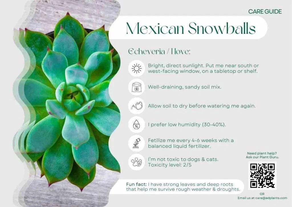 Mexican Snowball Care Guide