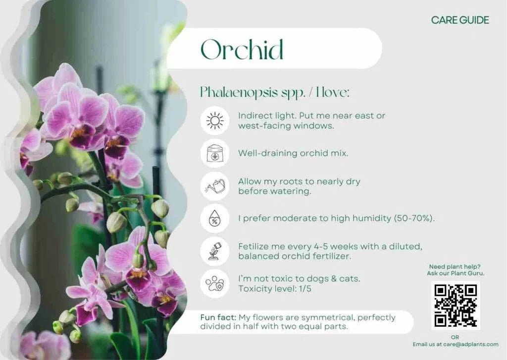 Orchids Care Guide