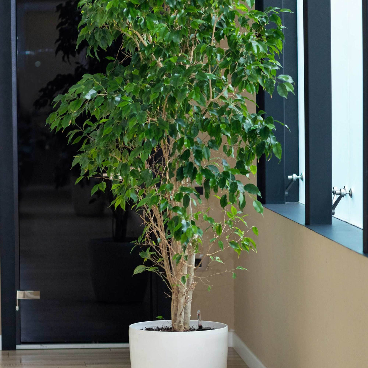 are ficus indoor or outdoor plants Ficus Benjamina Outdoor – Adplants