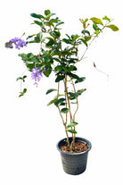 Outdoor Plant 1.5 Meter Petrea volubilis Petrea volubilis