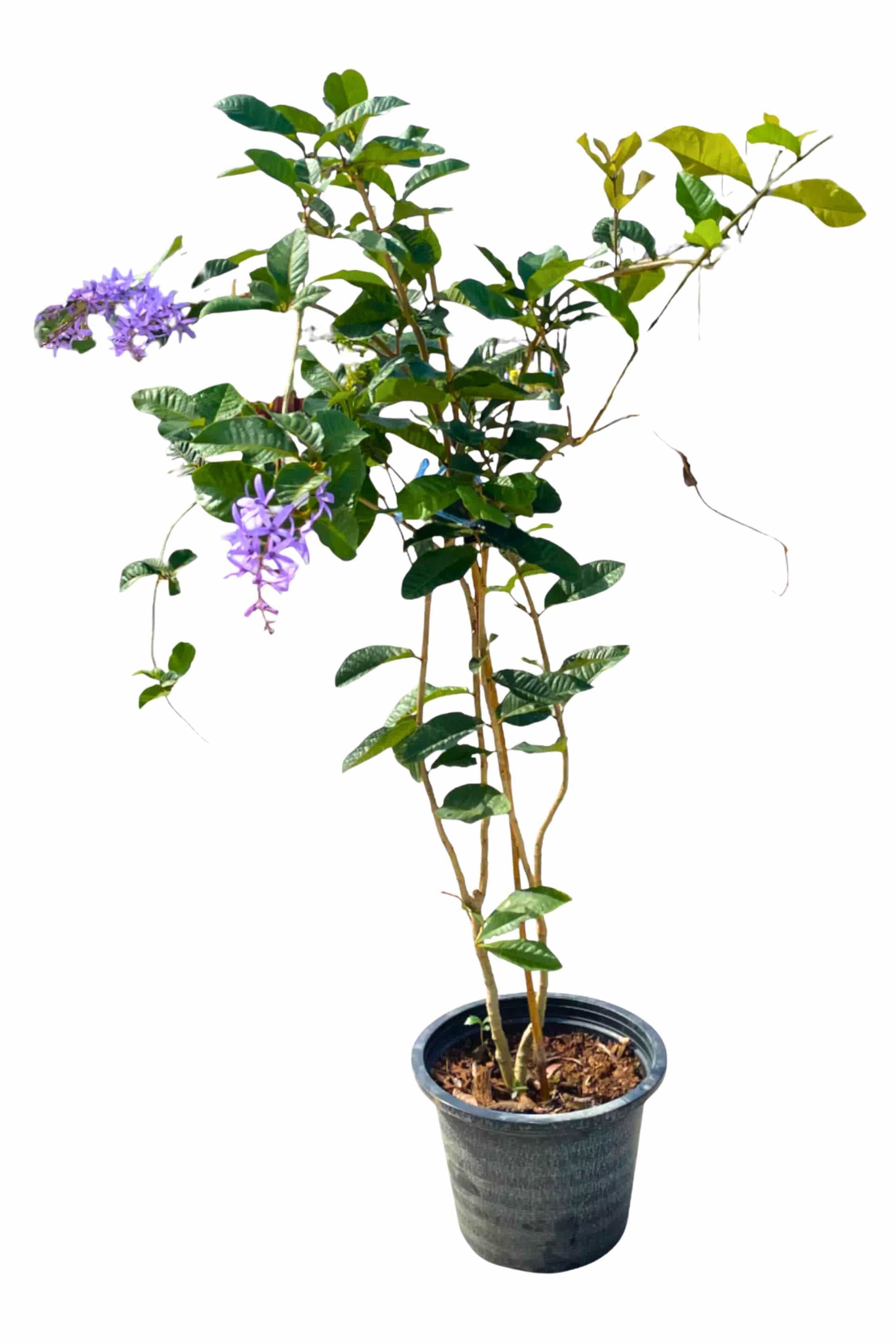 Outdoor Plant 1.5 Meter Petrea volubilis Petrea volubilis