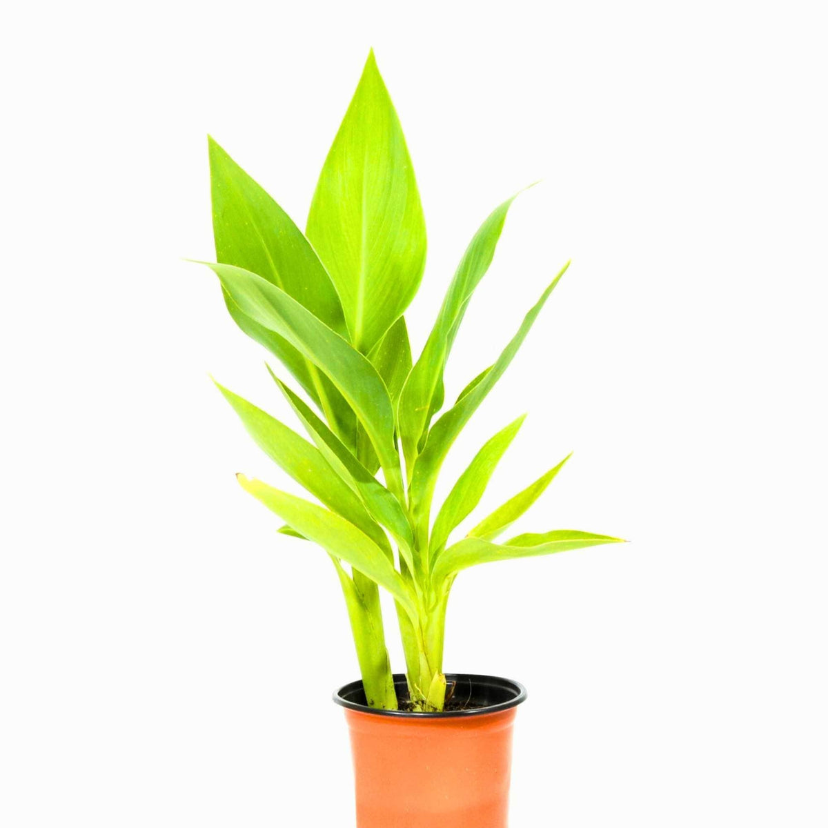 canna house plant Canna Indica – Adplants
