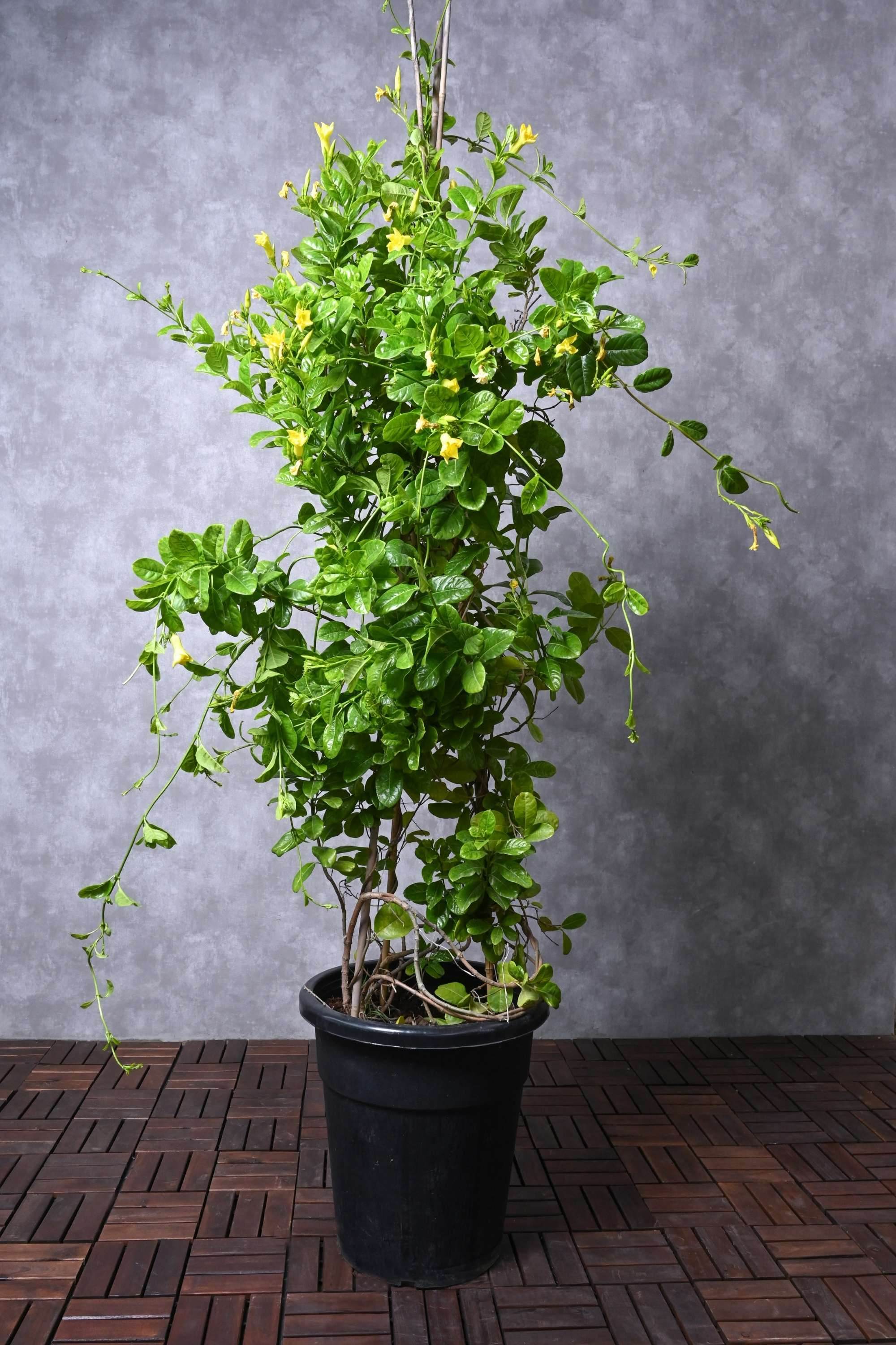 Outdoor Plant 100 - 120 cms in 30L Pot Allamanda Cathartica Allamanda Cathartica