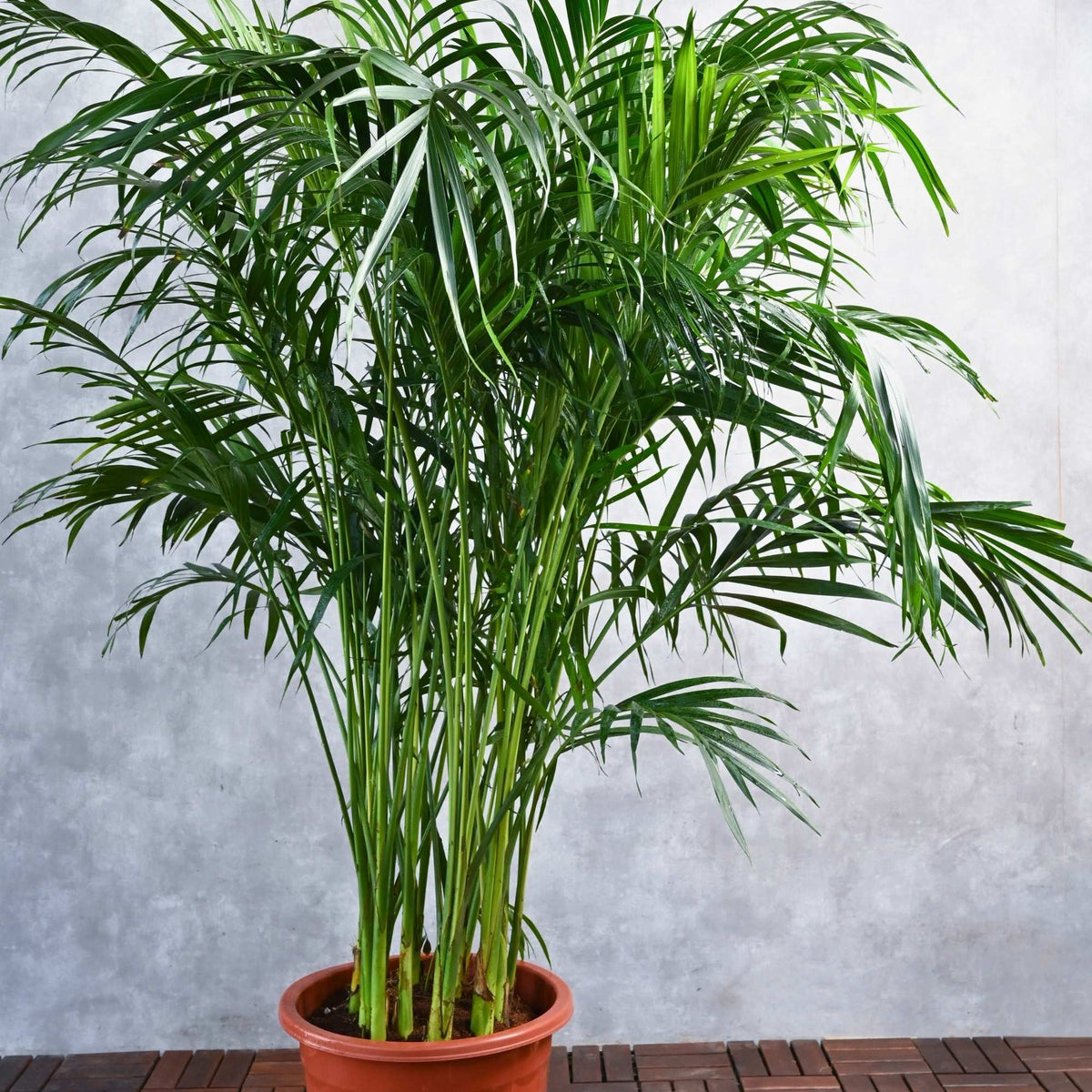 areca palm outdoor full sun Dypsis lutescens
