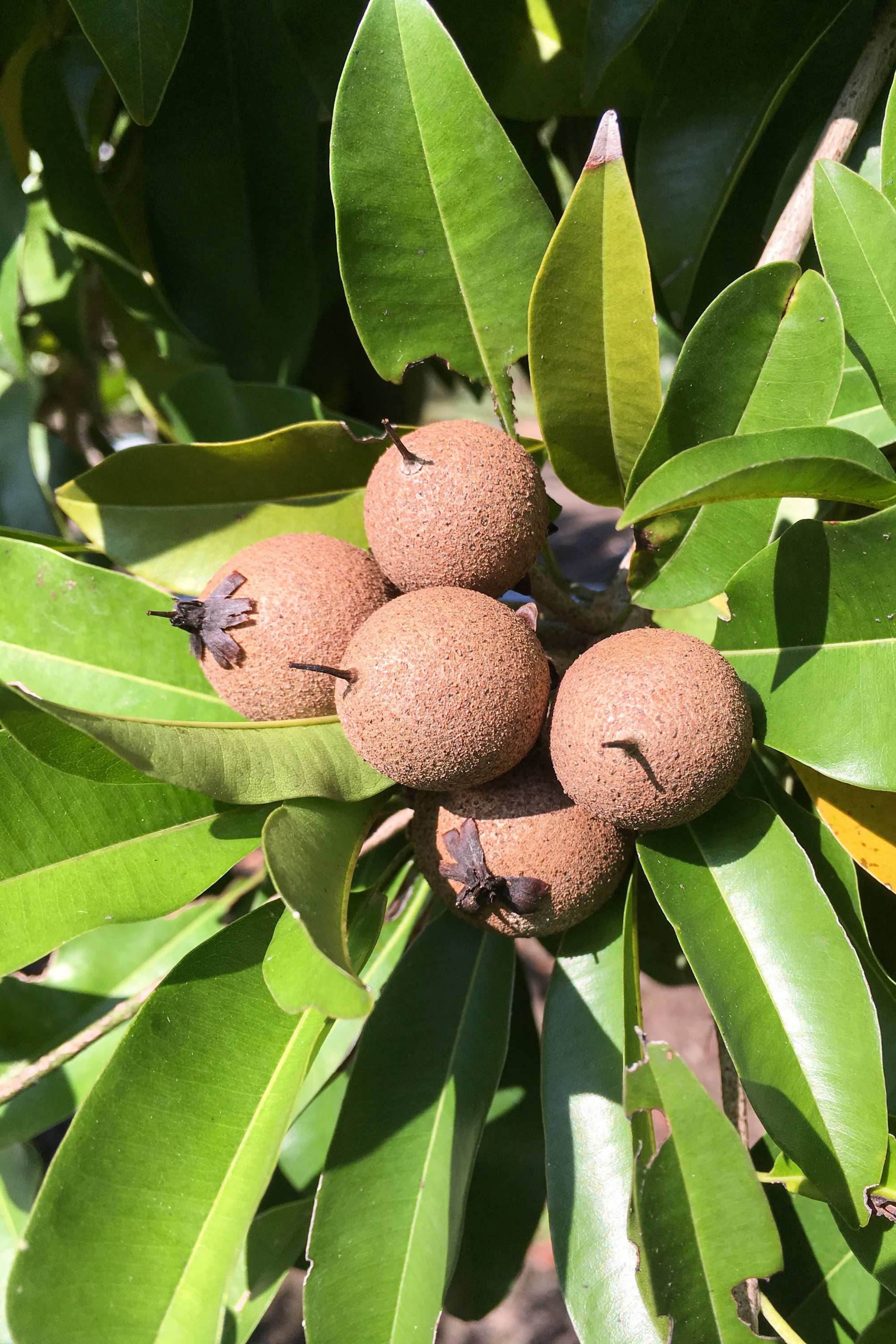 Outdoor Plant 2 - 2.5 mtr Manilkara Zapota Manilkara Zapota