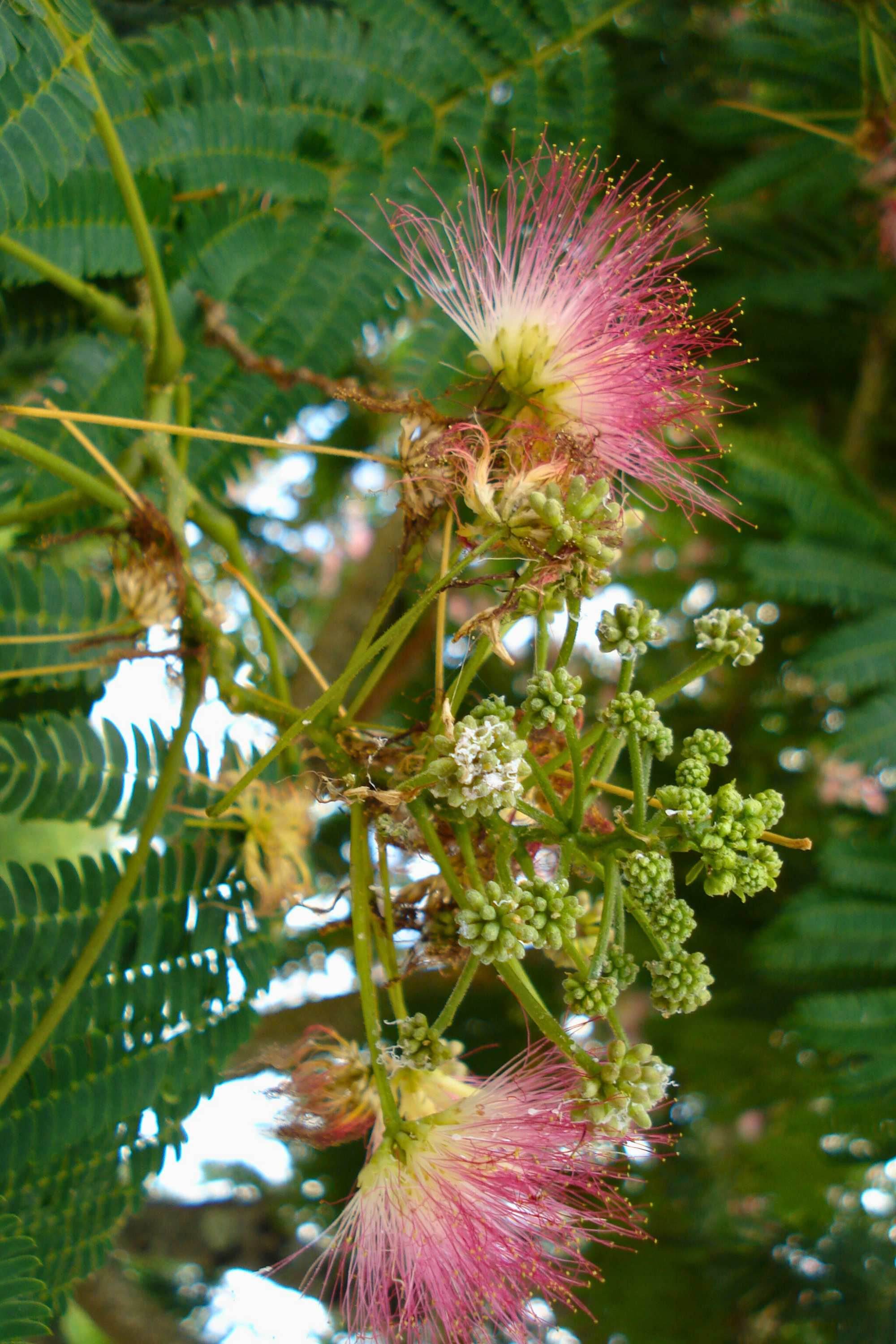 Outdoor Plant 2.5 - 3 Meter Albizia Lebbeck Albizia Lebbeck