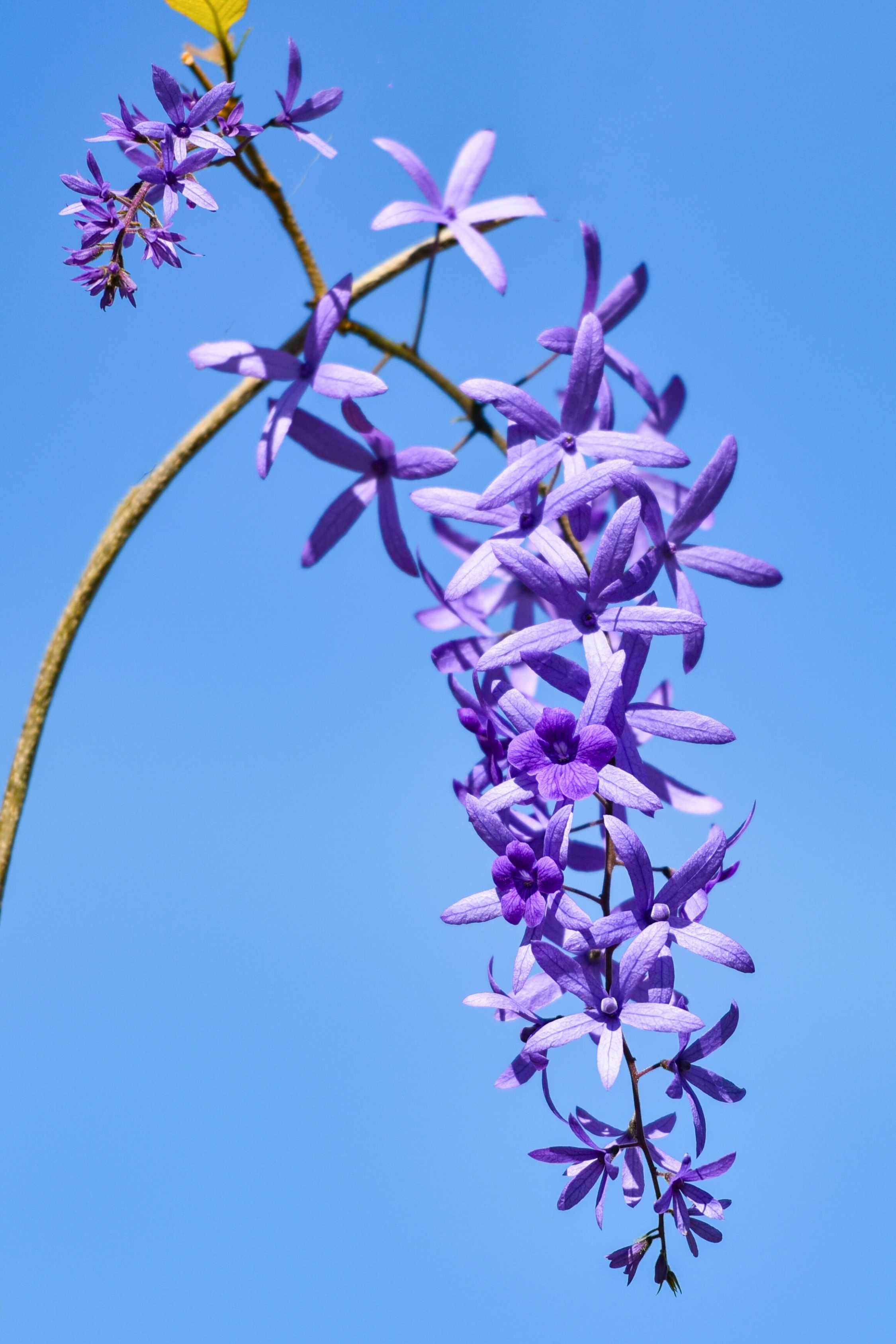 Outdoor Plant 2 Meter Petrea volubilis Petrea volubilis