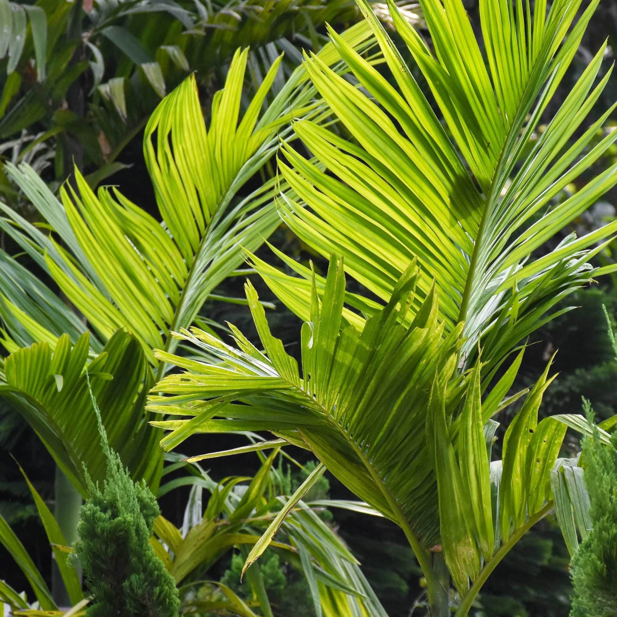 manila palm plant Veitchia merrillii – Adplants