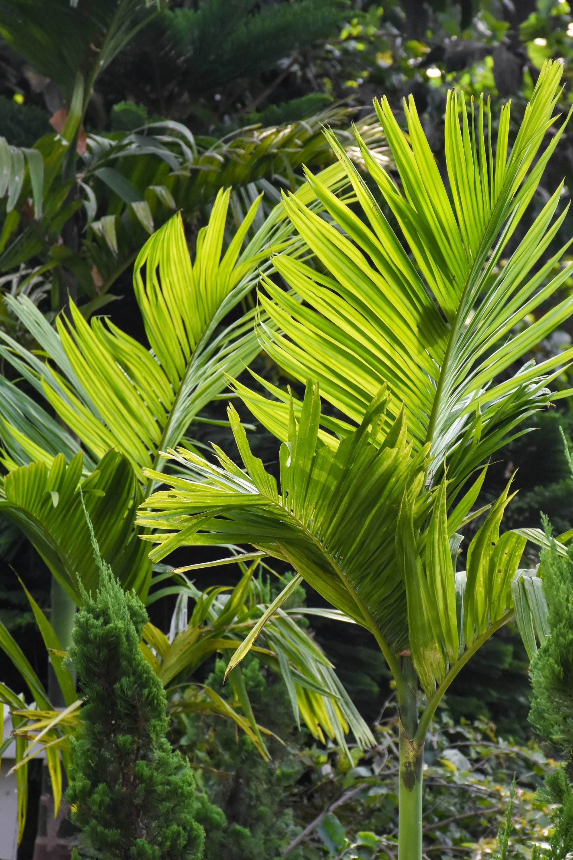 Outdoor Plant 2 Meter Veitchia merrillii Veitchia merrillii