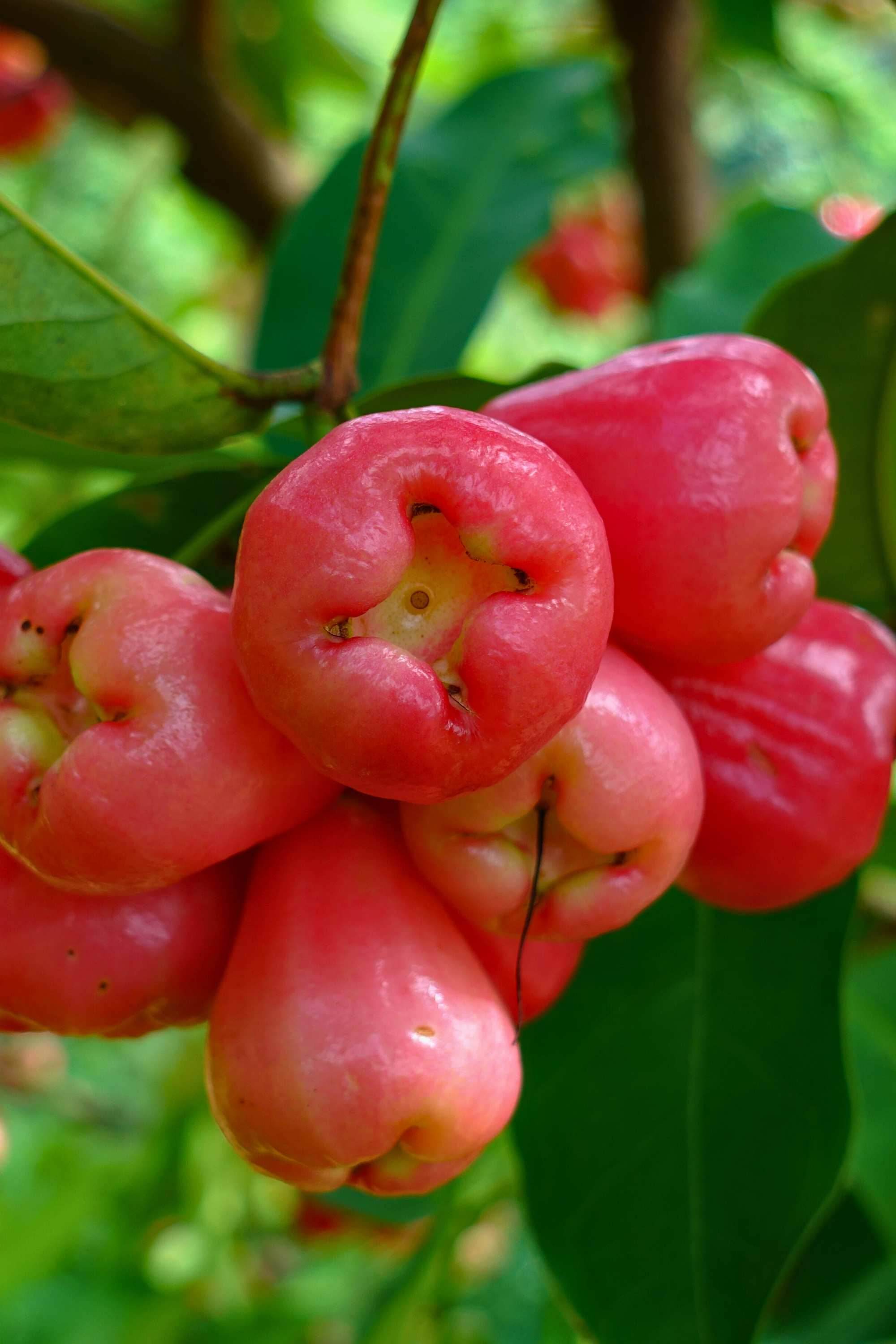 Outdoor Plant 3 Mtr Syzygium aqueum Syzygium aqueum
