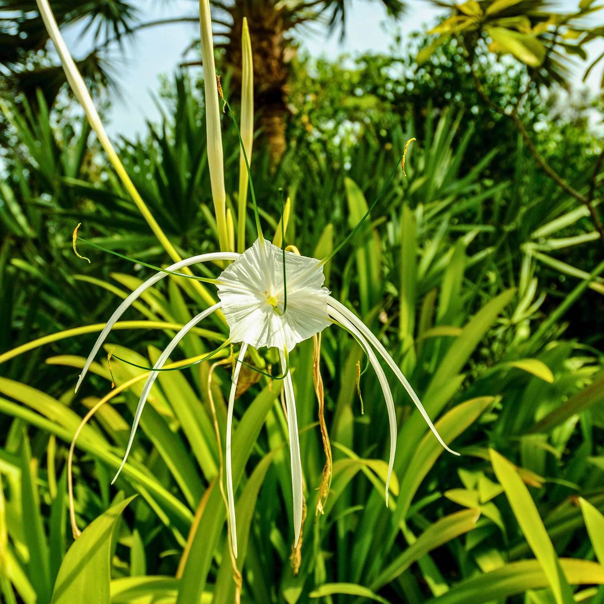 Hymenocallis littoralis – Adplants