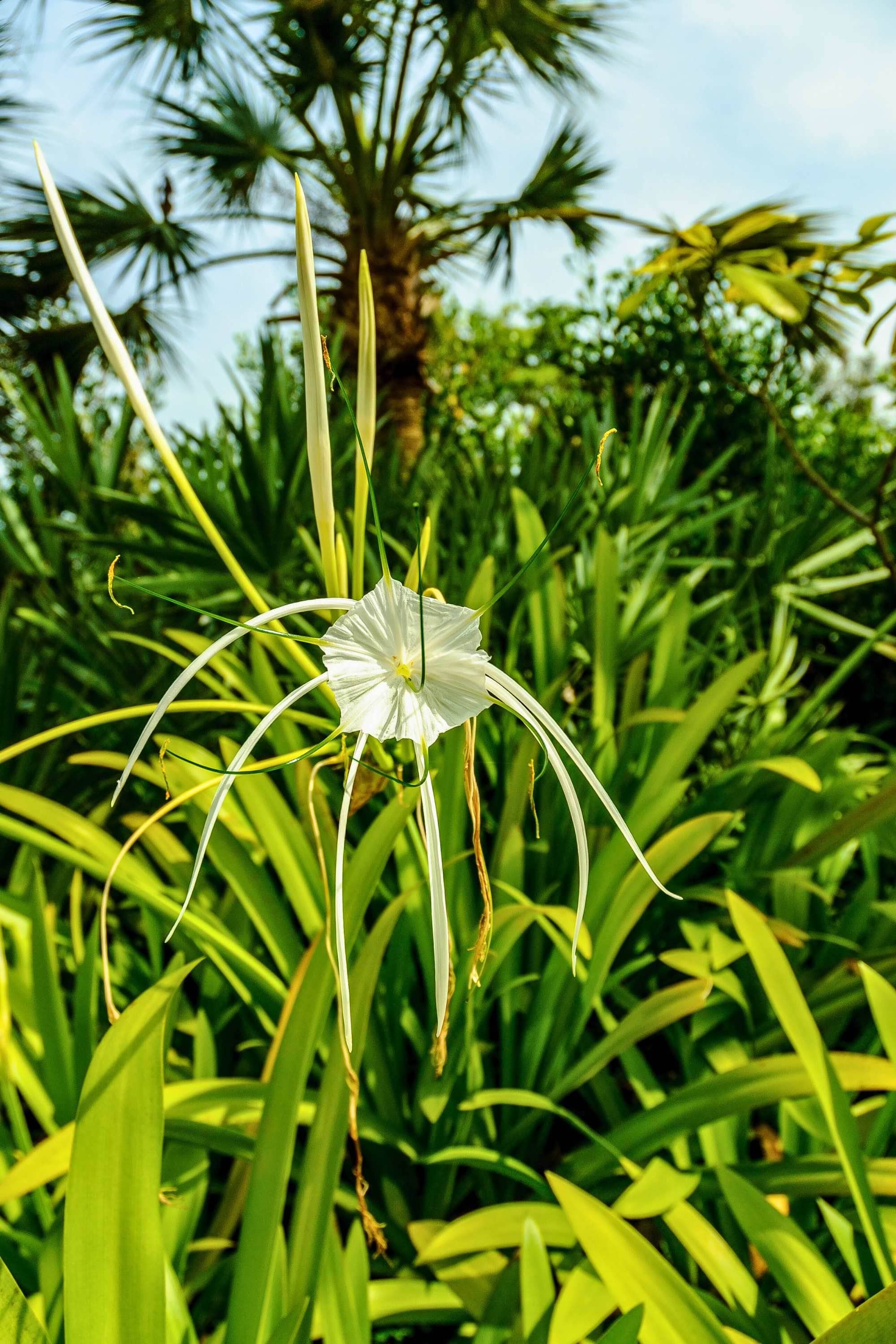 Outdoor Plant 30 -40 cms Hymenocallis littoralis Hymenocallis littoralis