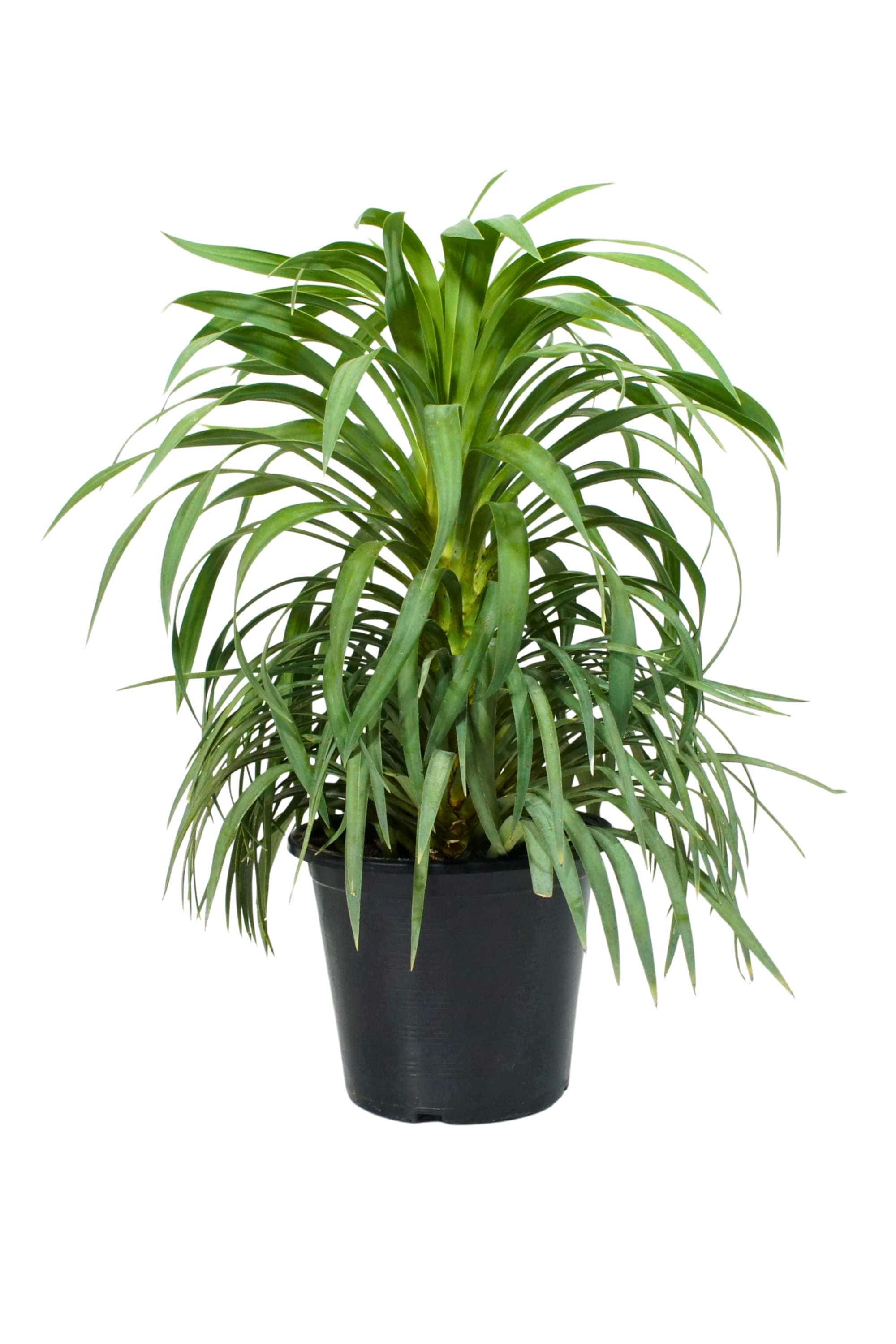 Yucca desmetiana – Adplants