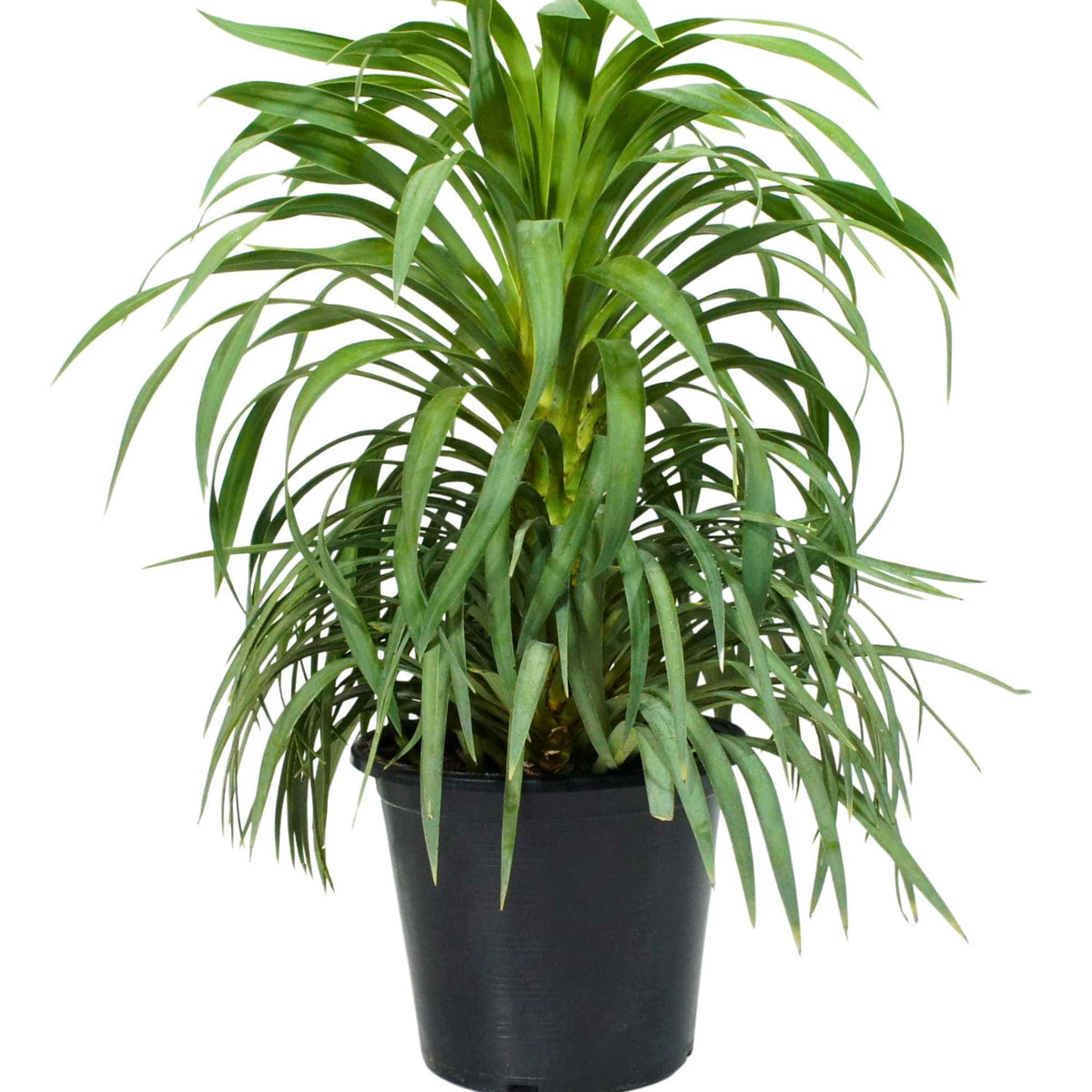 Yucca desmetiana  Adplants