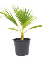 Outdoor Plant 40 cm Clear Trunk Washingtonia robusta Washingtonia robusta