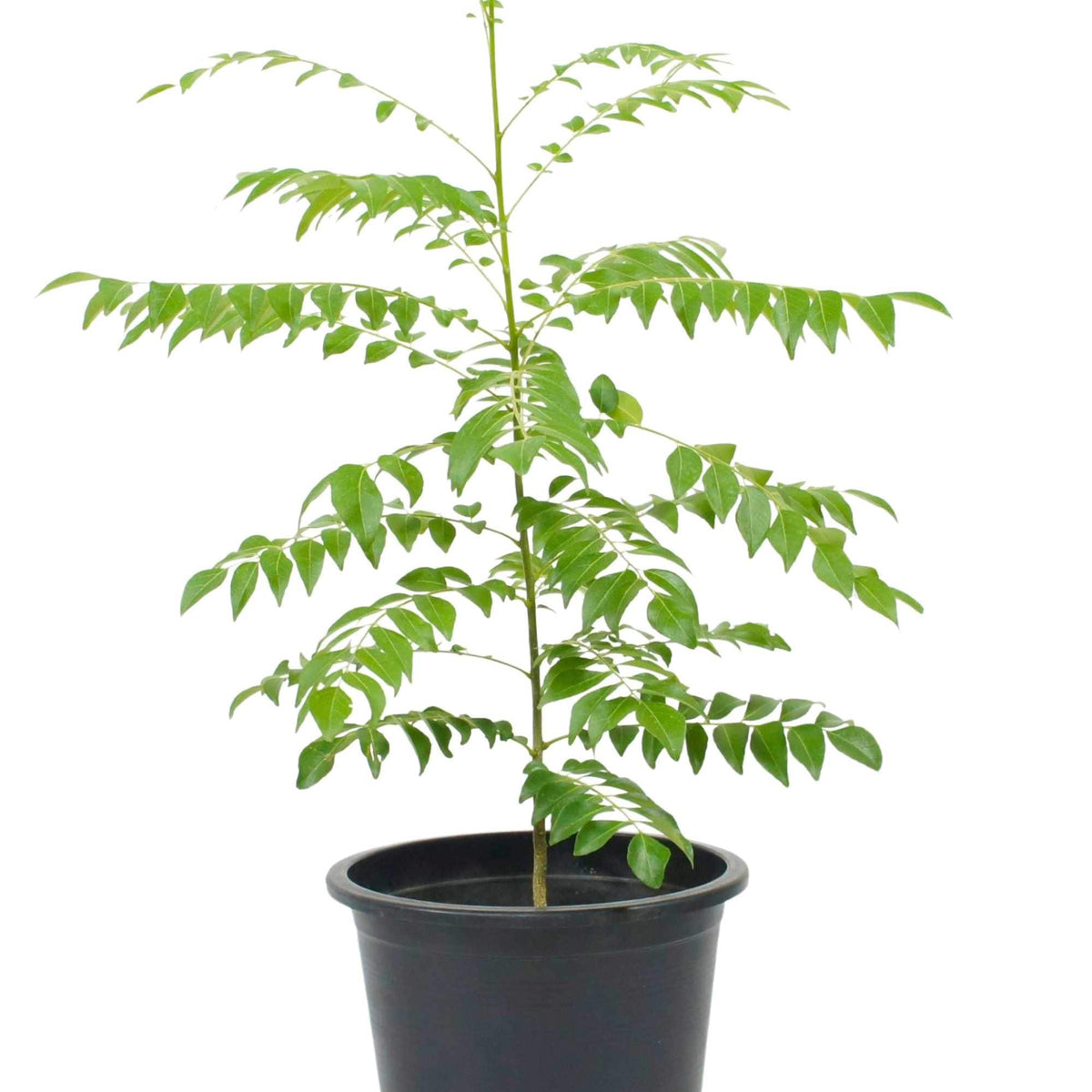 murraya koenigii plant Murraya koenigii – Adplants