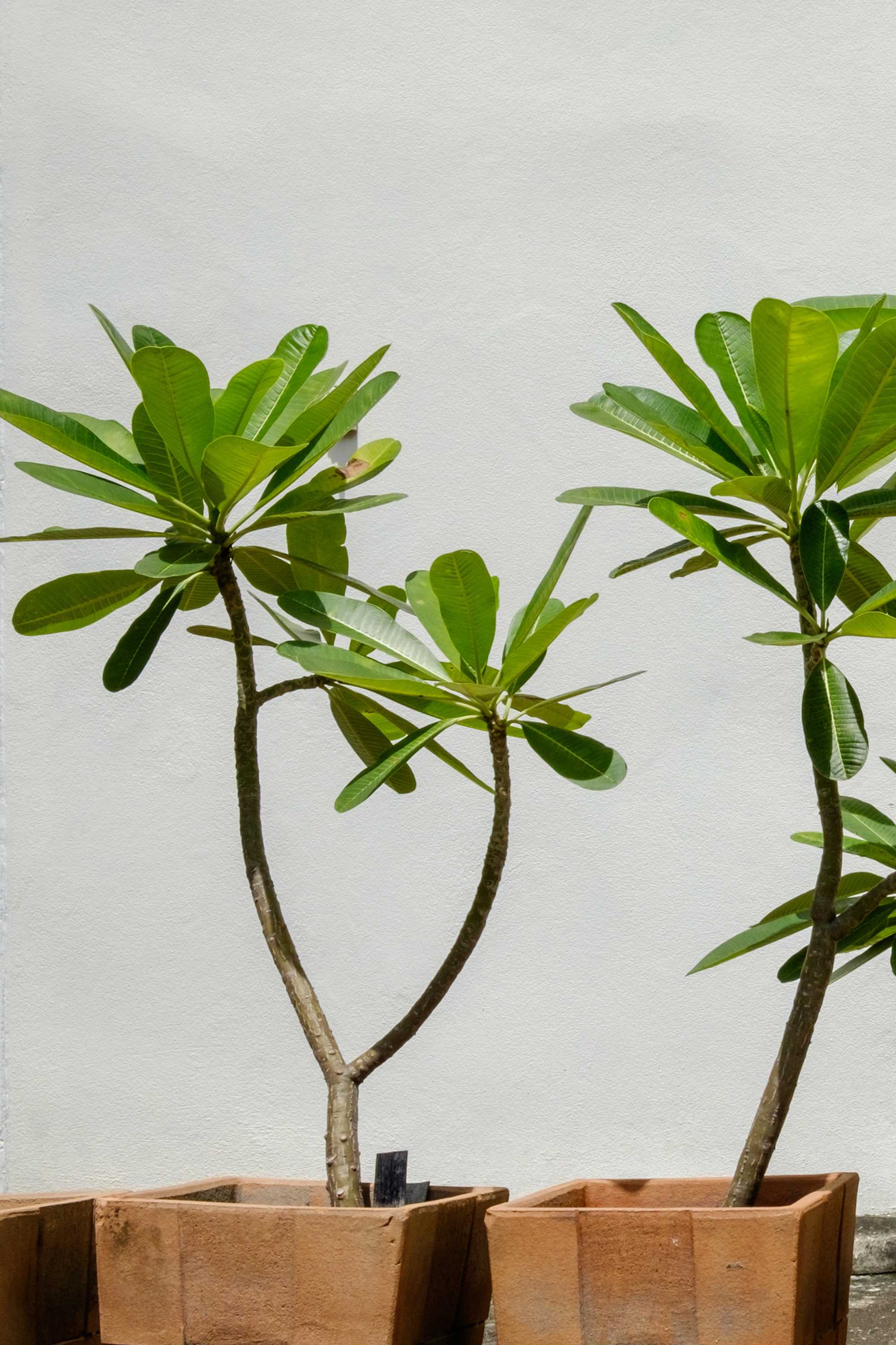 Outdoor Plant 80 cm - 1 mtr Plumeria rubra Plumeria rubra